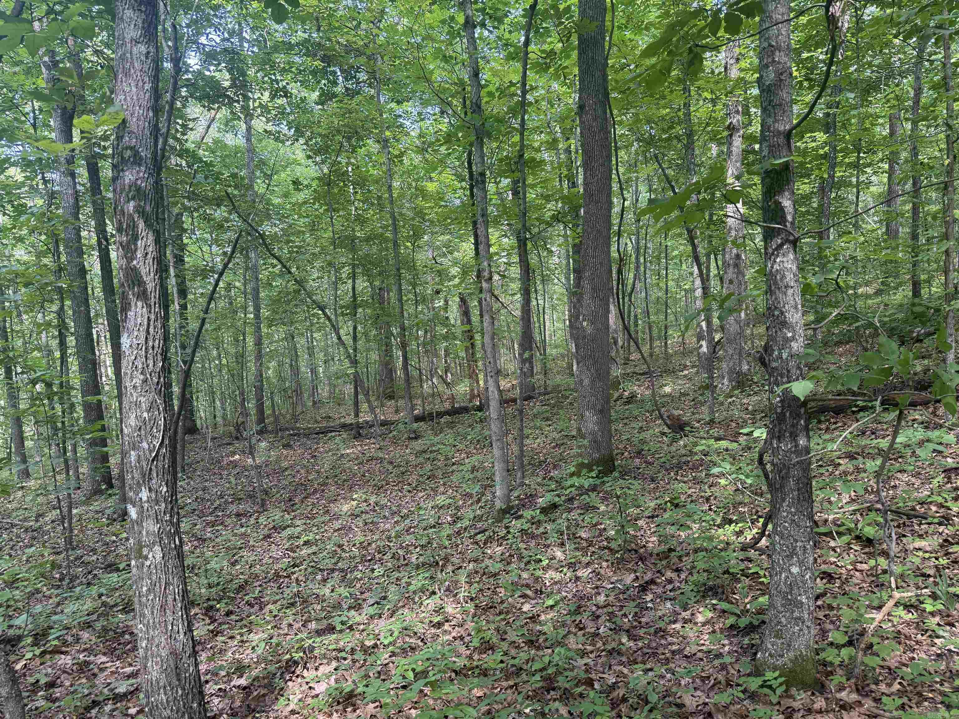 00 Peyton Mountain  Dennard, AR
