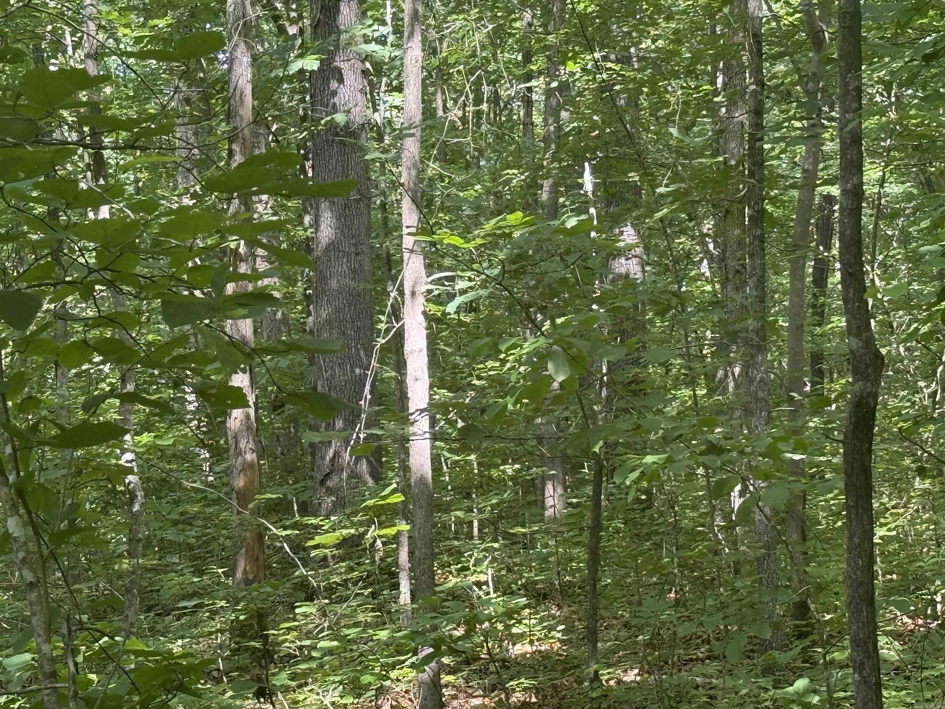 00 Peyton Mountain  Dennard, AR
