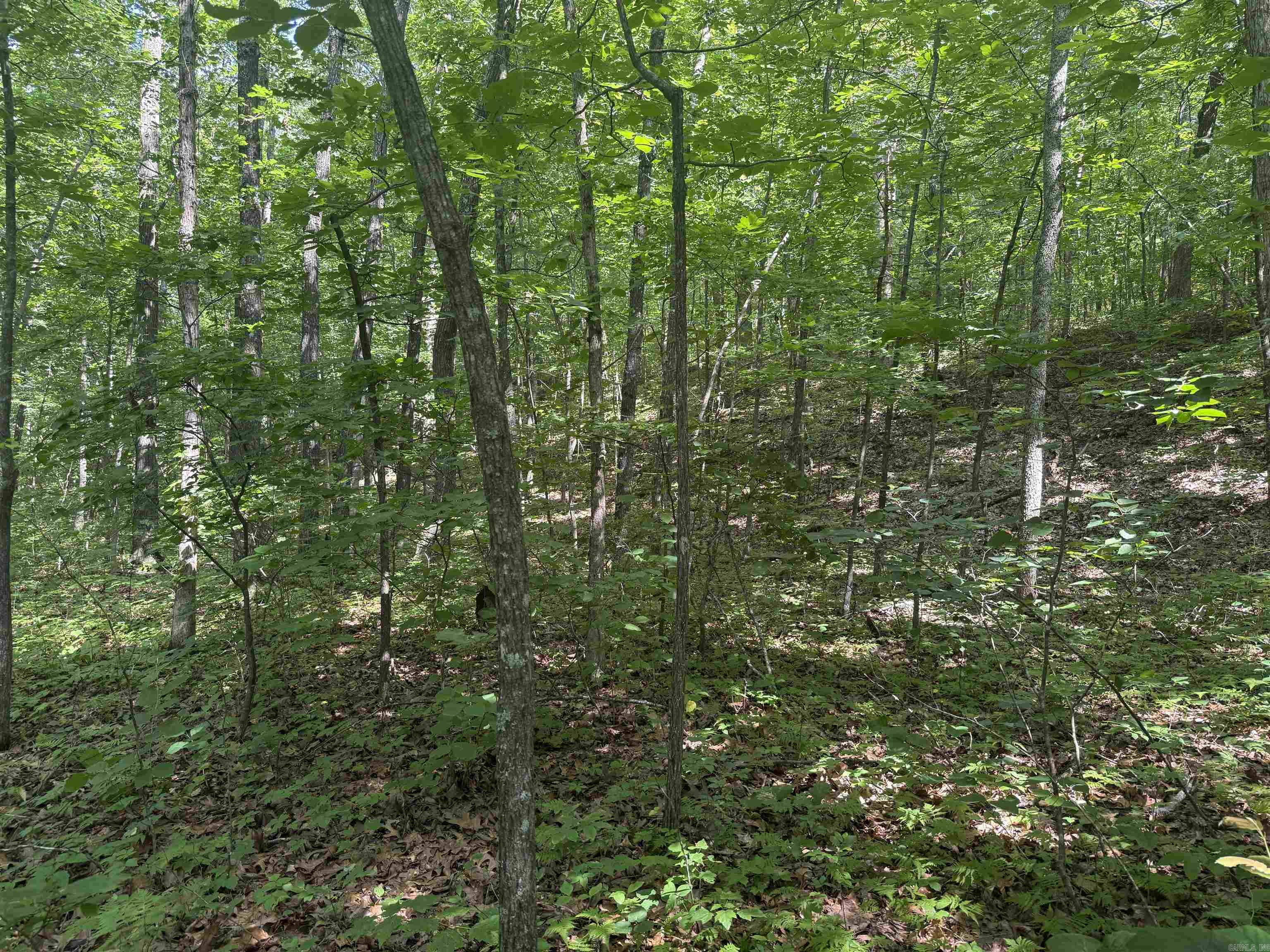 00 Peyton Mountain  Dennard, AR