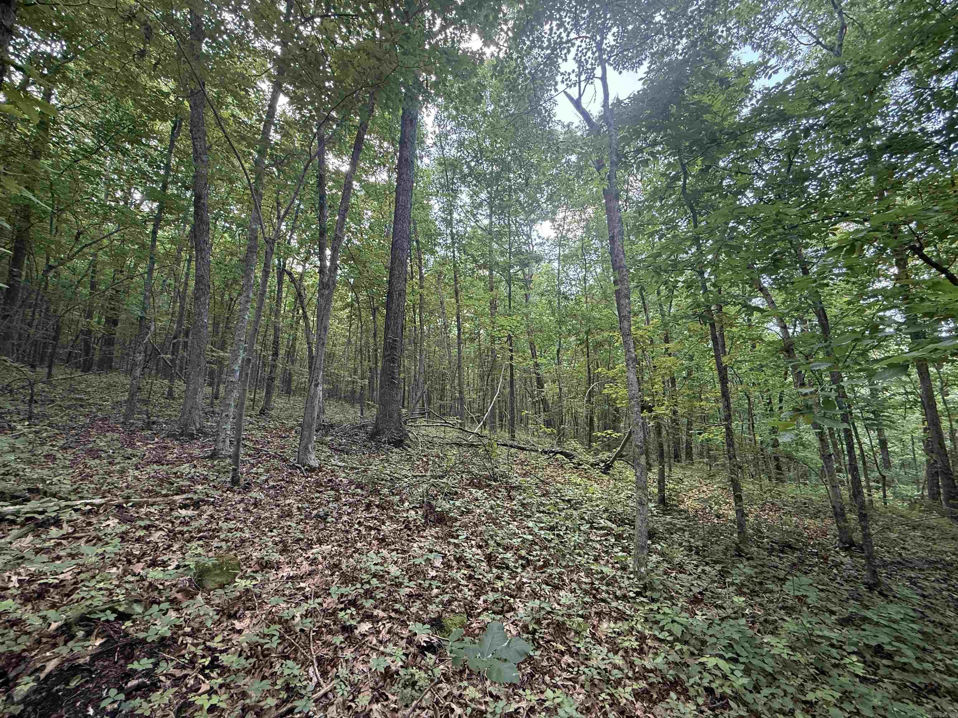 00 Peyton Mountain  Dennard, AR