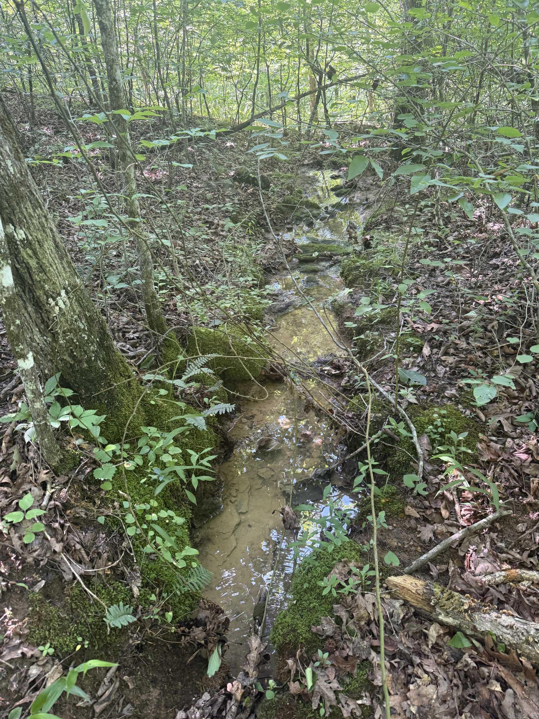 00 Peyton Mountain  Dennard, AR