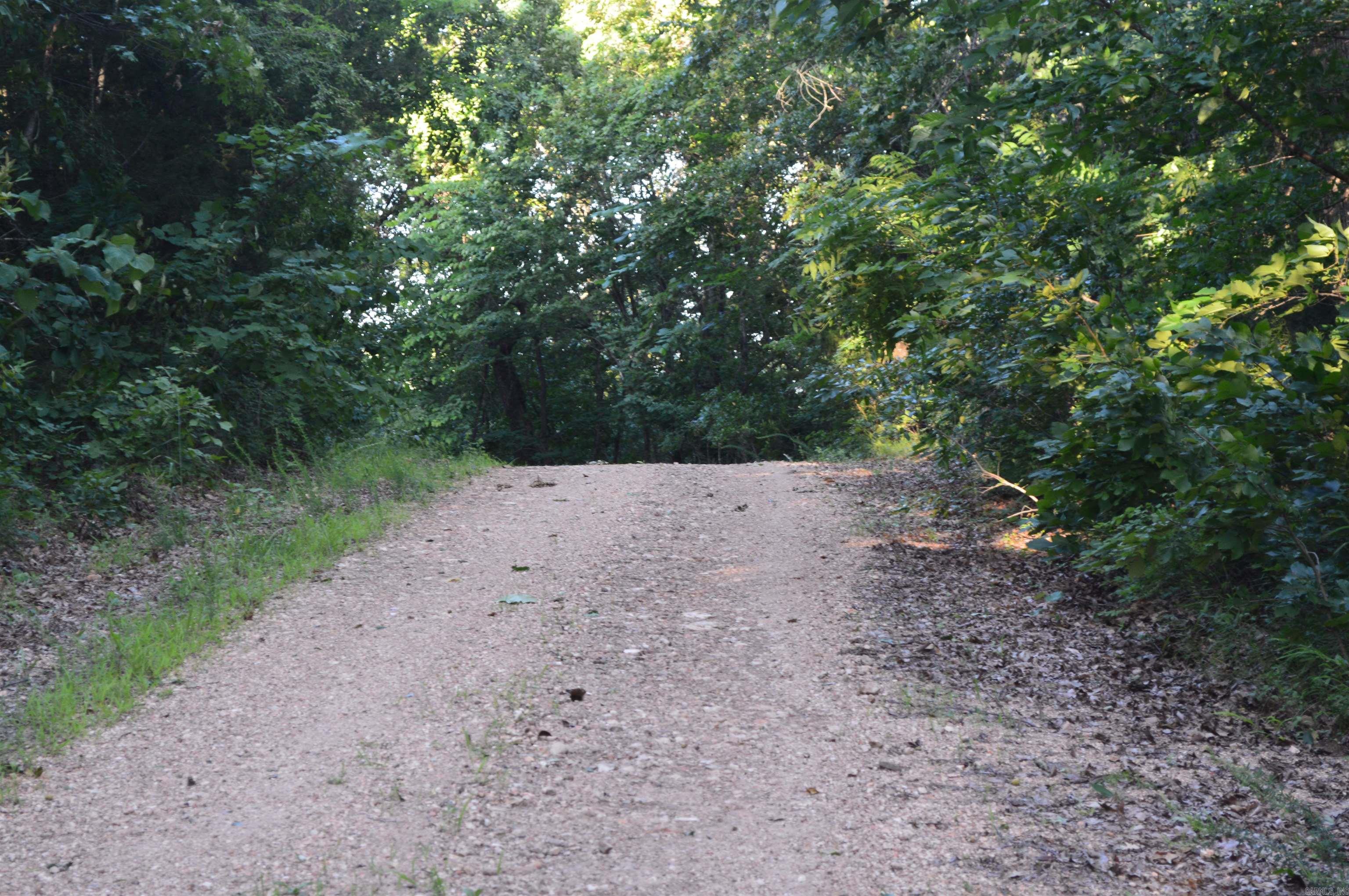 TBD Schnauzer LN  Harriet, AR
