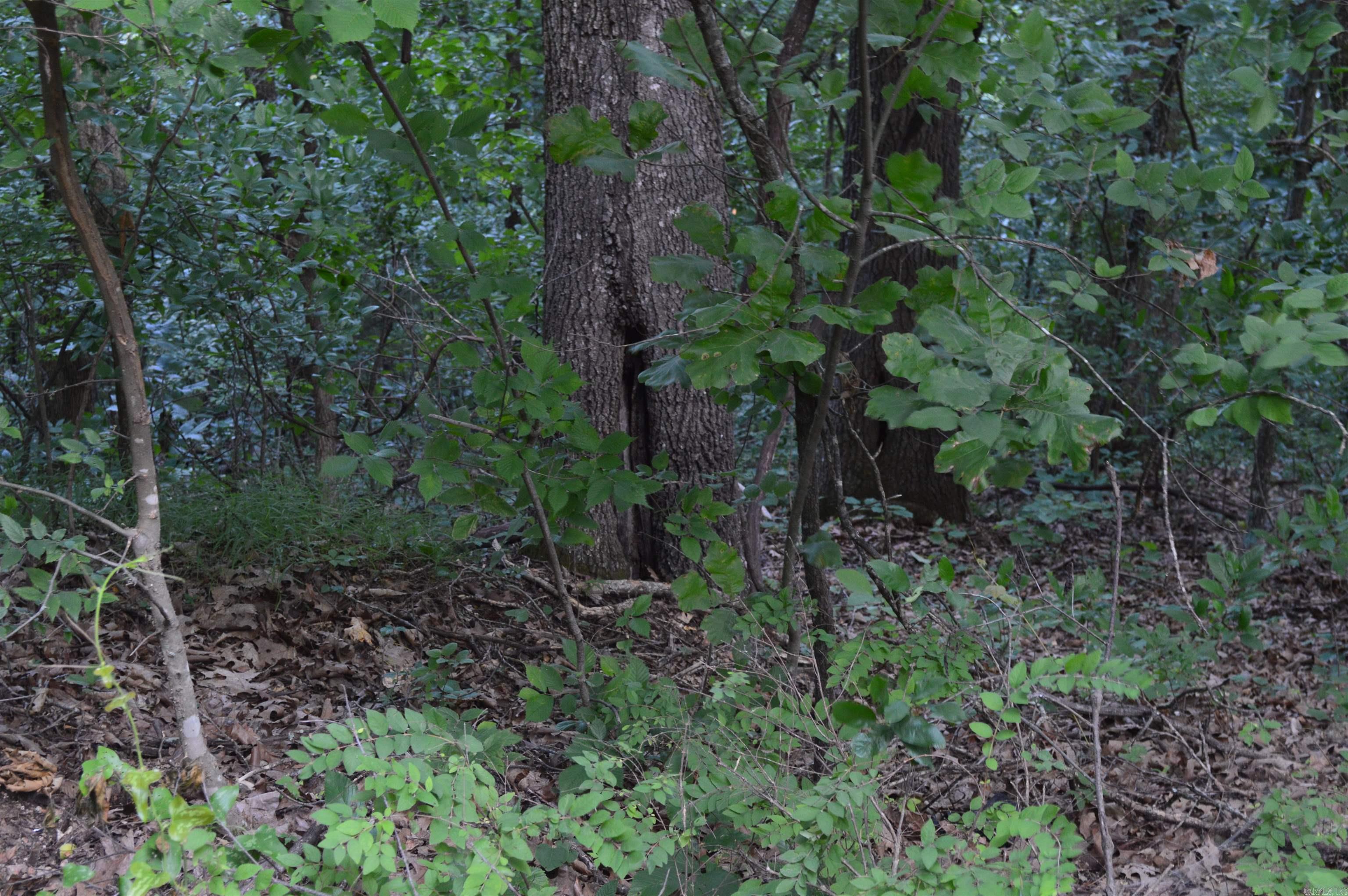TBD Schnauzer LN  Harriet, AR