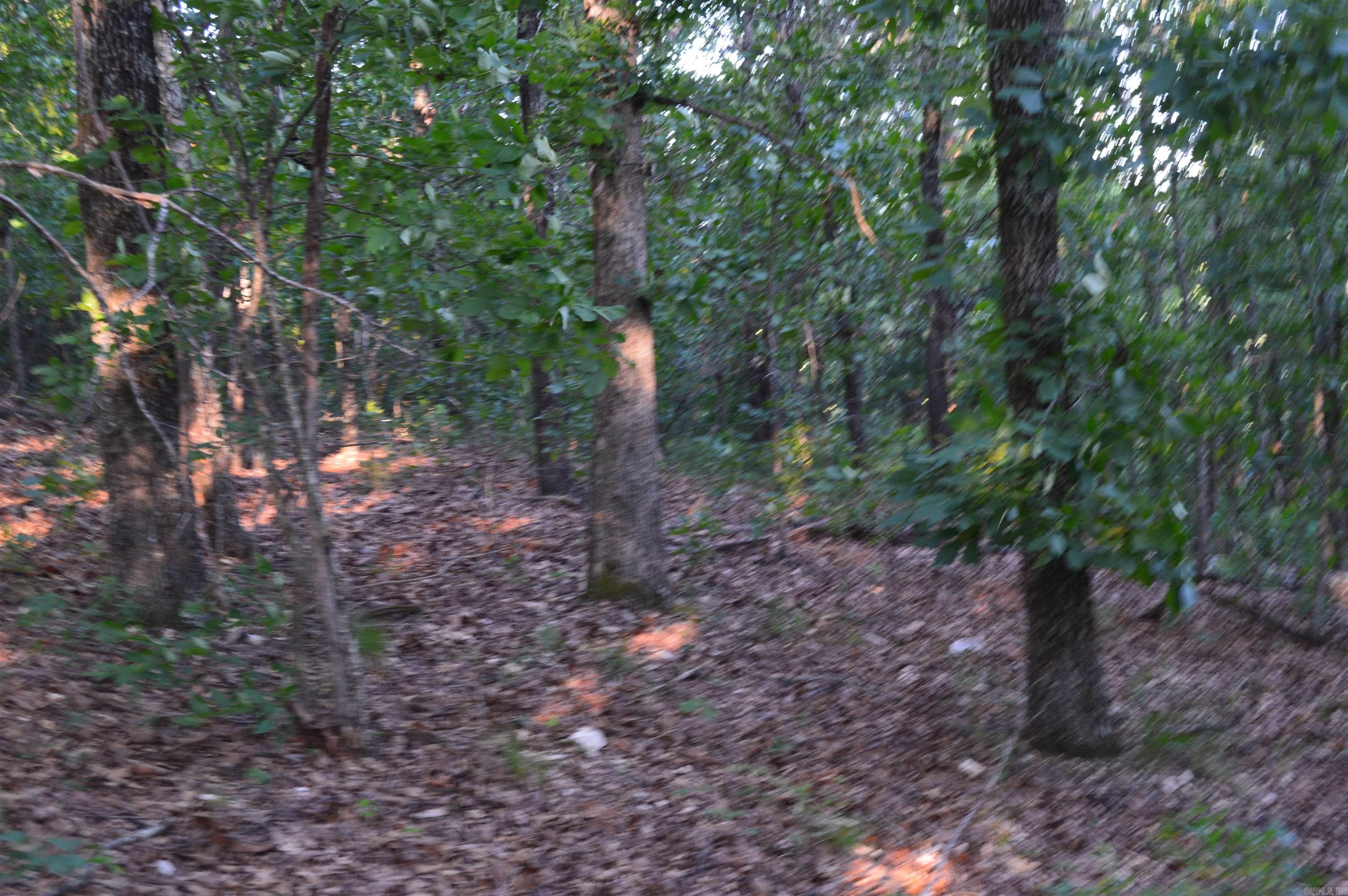 TBD Schnauzer LN  Harriet, AR