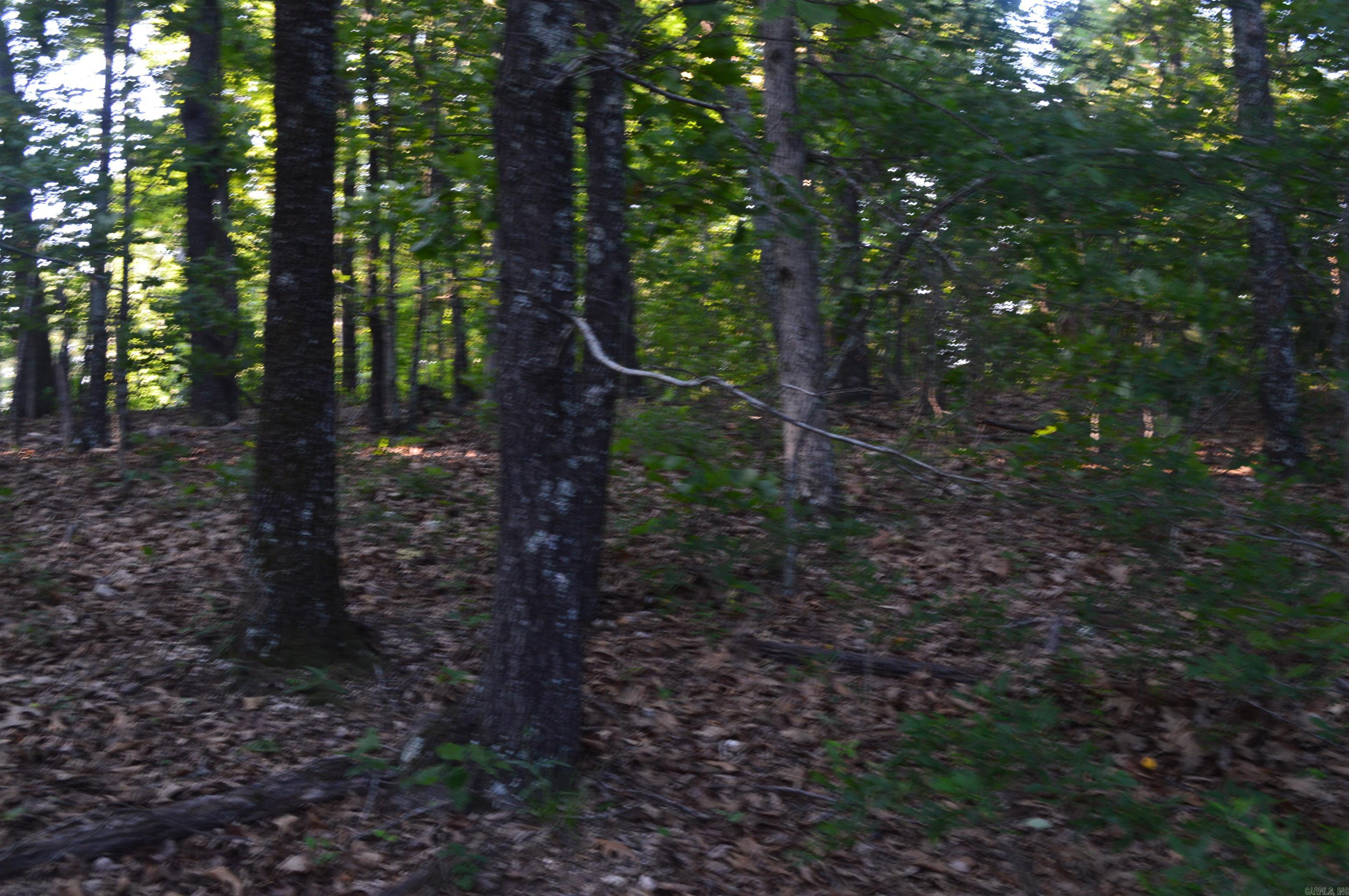 TBD Schnauzer LN  Harriet, AR