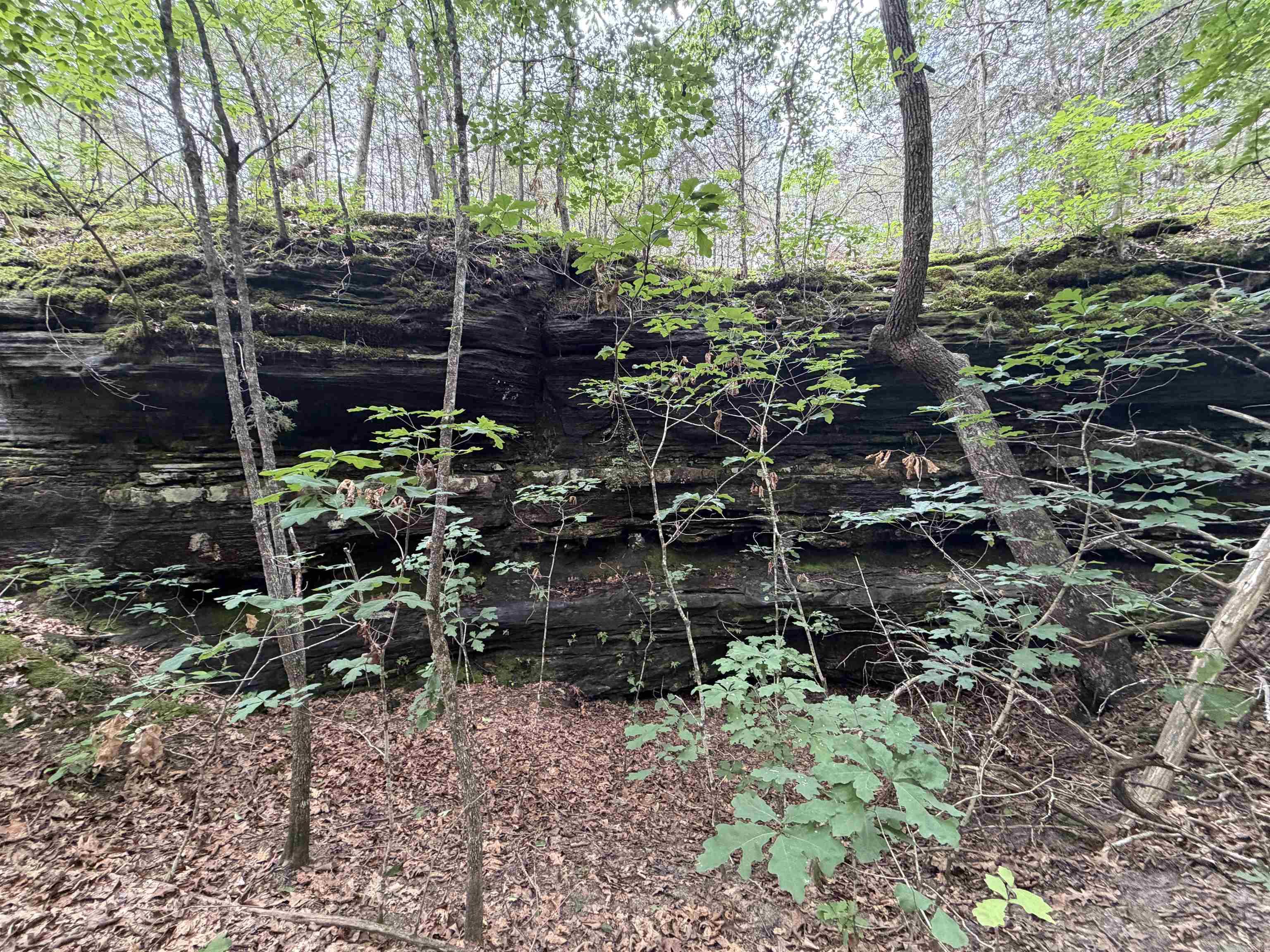 444 Cedar Cabin Lane  Calico Rock, AR