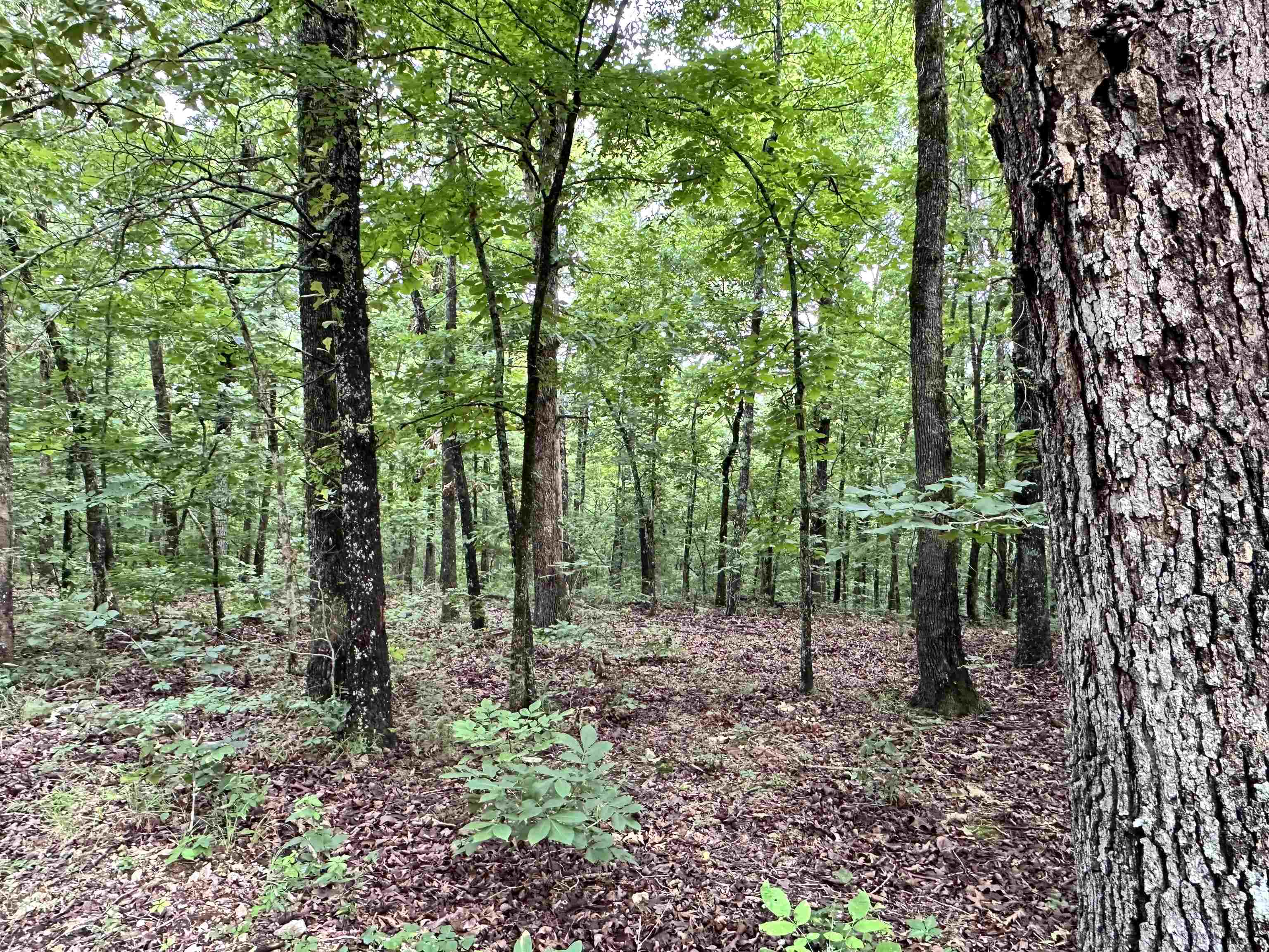 0 Palamino  Williford, AR