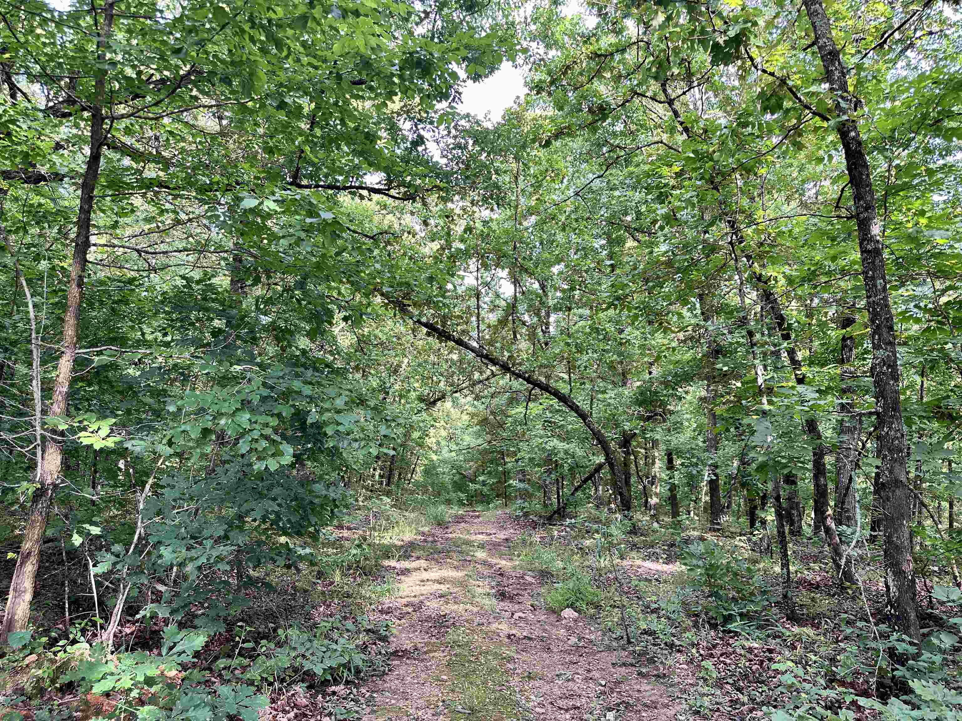 0 Palamino  Williford, AR