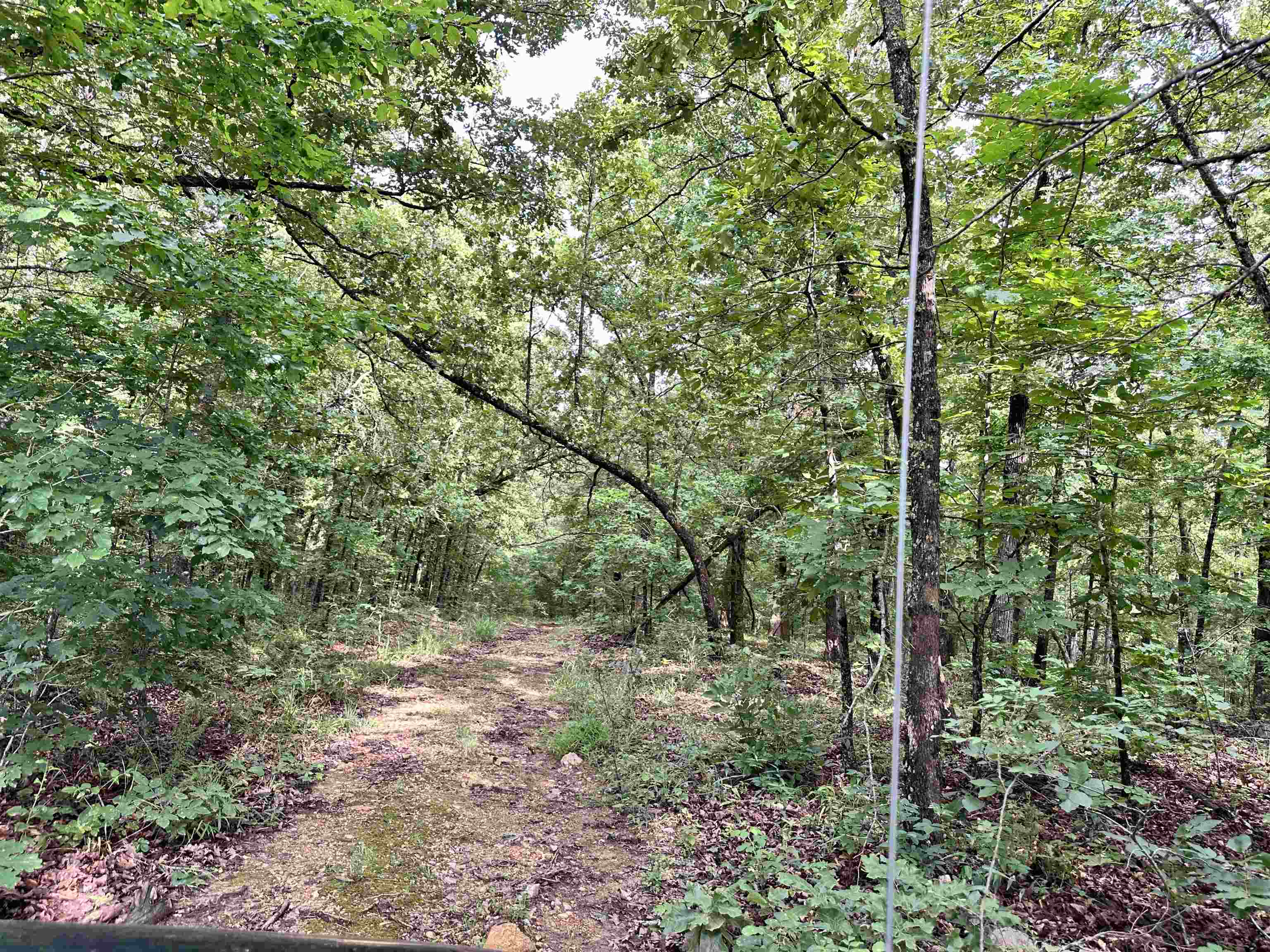 0 Palamino  Williford, AR