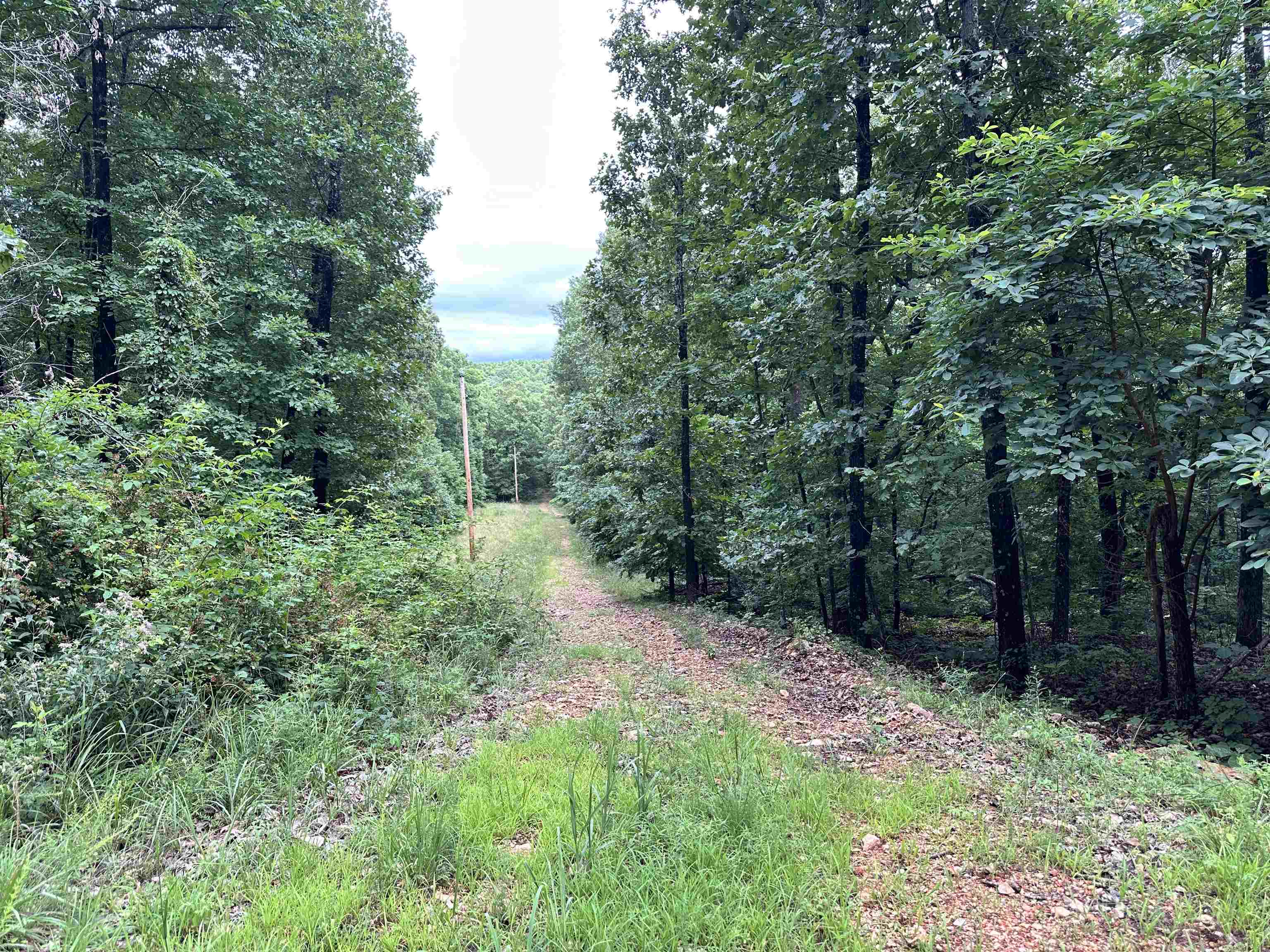 0 Palamino  Williford, AR