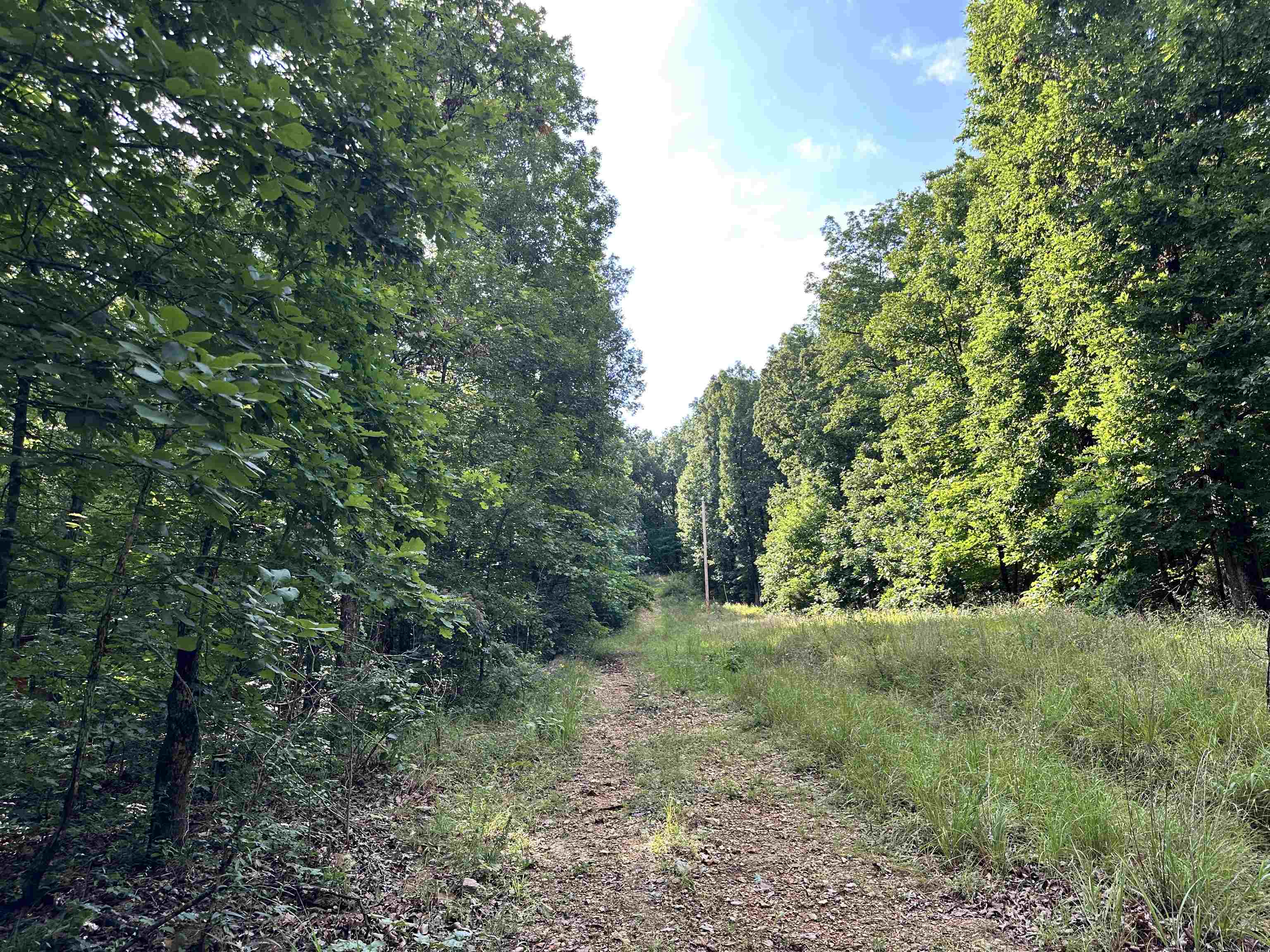 0 Palamino  Williford, AR