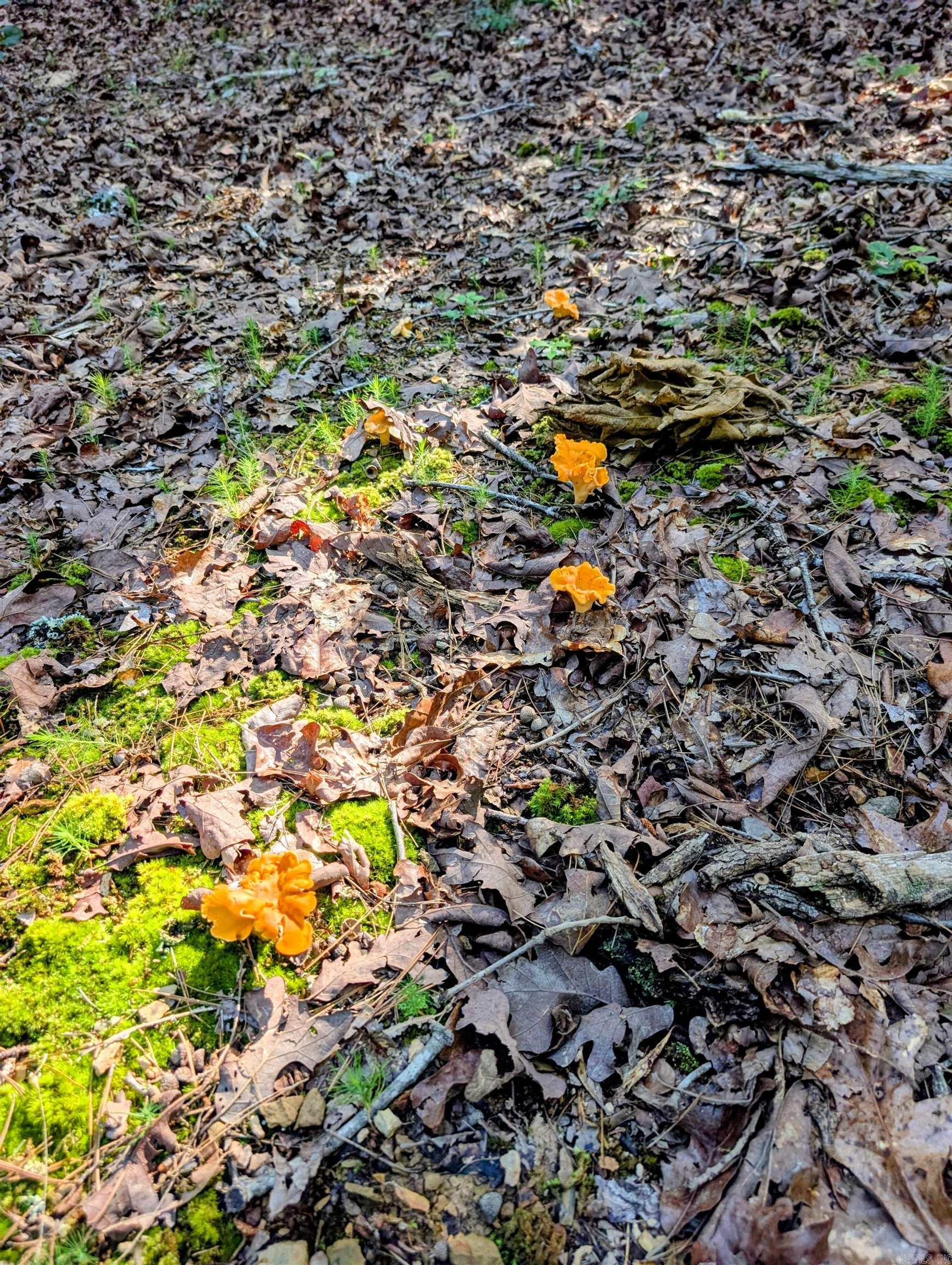 198 Cathedral Pines  Mena, AR