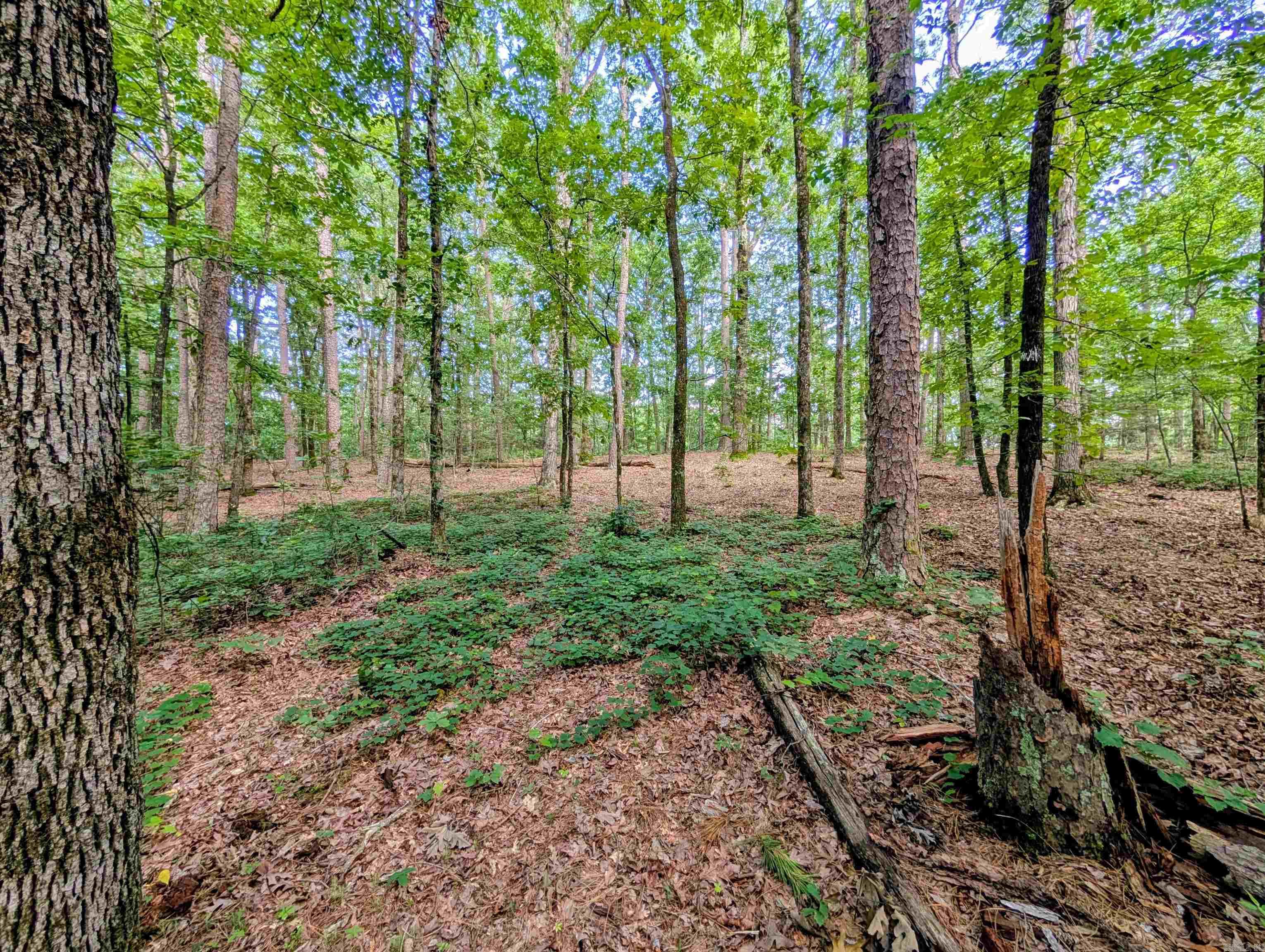 198 Cathedral Pines  Mena, AR