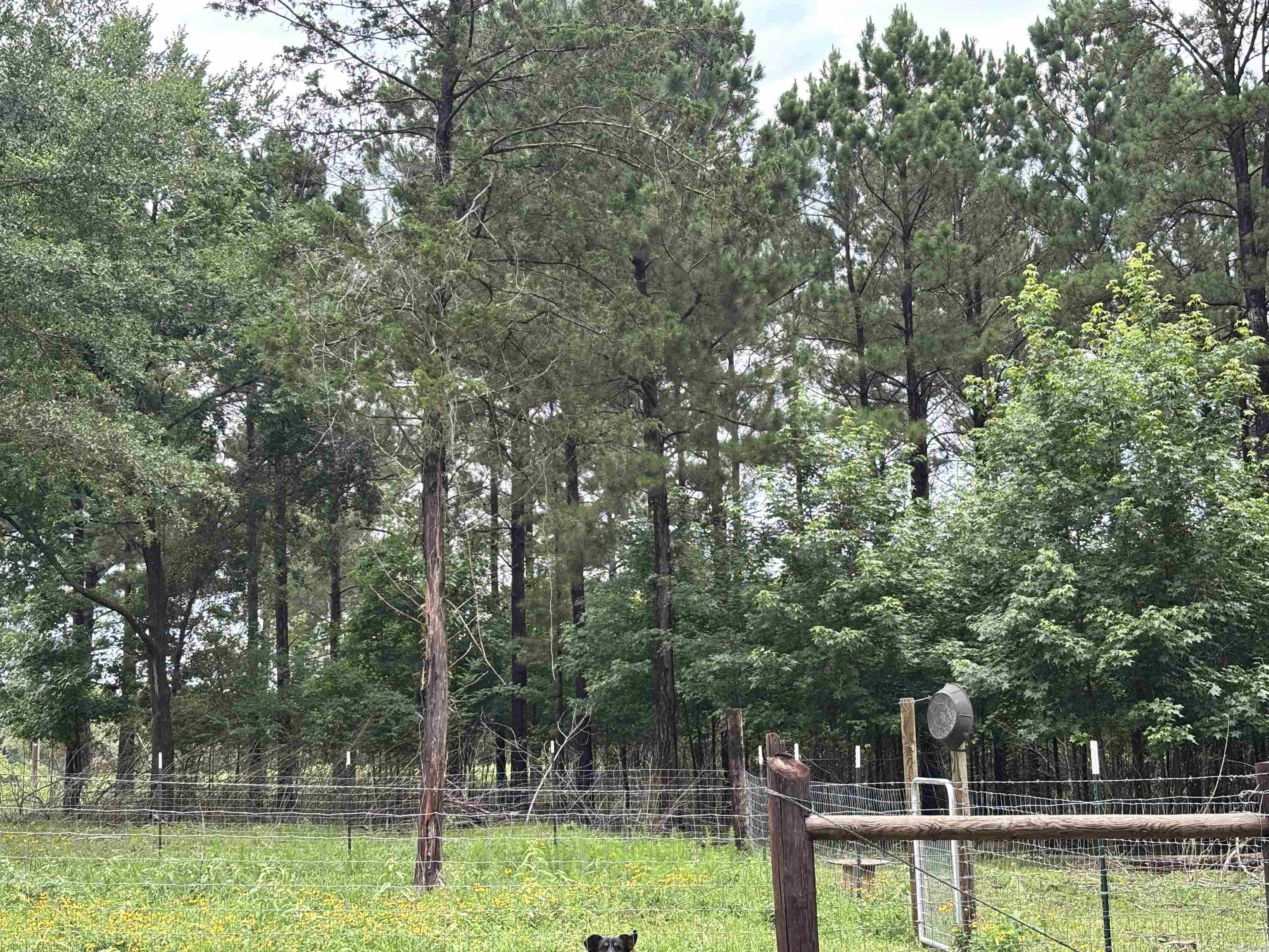 202 N Georgia  Bloomburg, TX