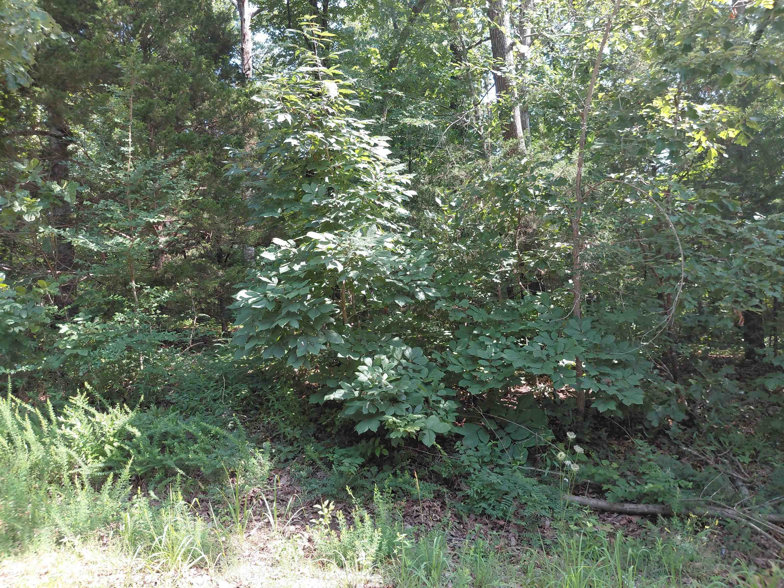  buckboard summit ridge dr Ozark Acres, AR