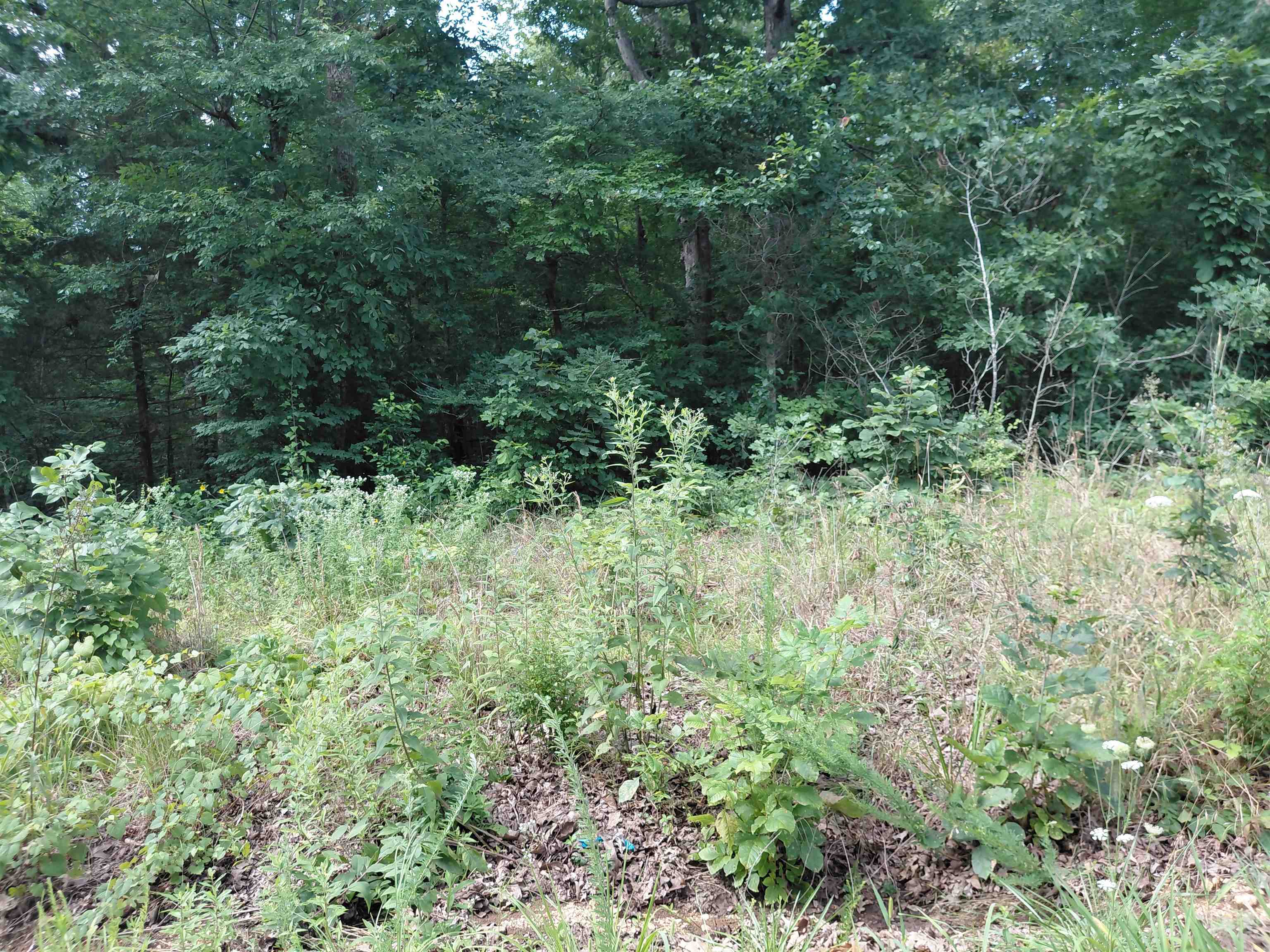  Ponderosa Buckboard Rd Ozark Acres, AR