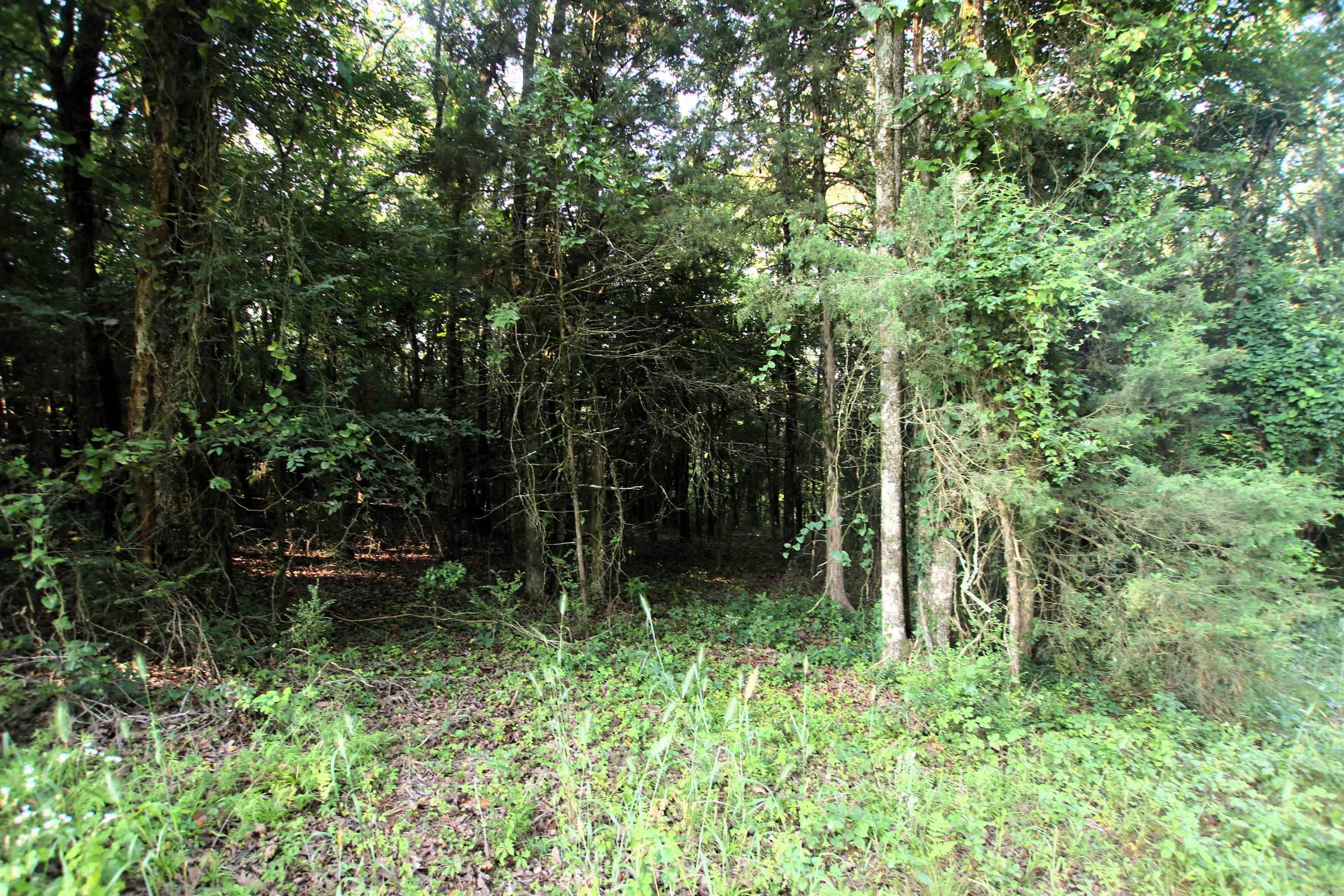 35 Cedar Creek  Jerusalem, AR