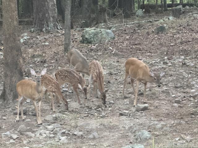 Backyard Visitors