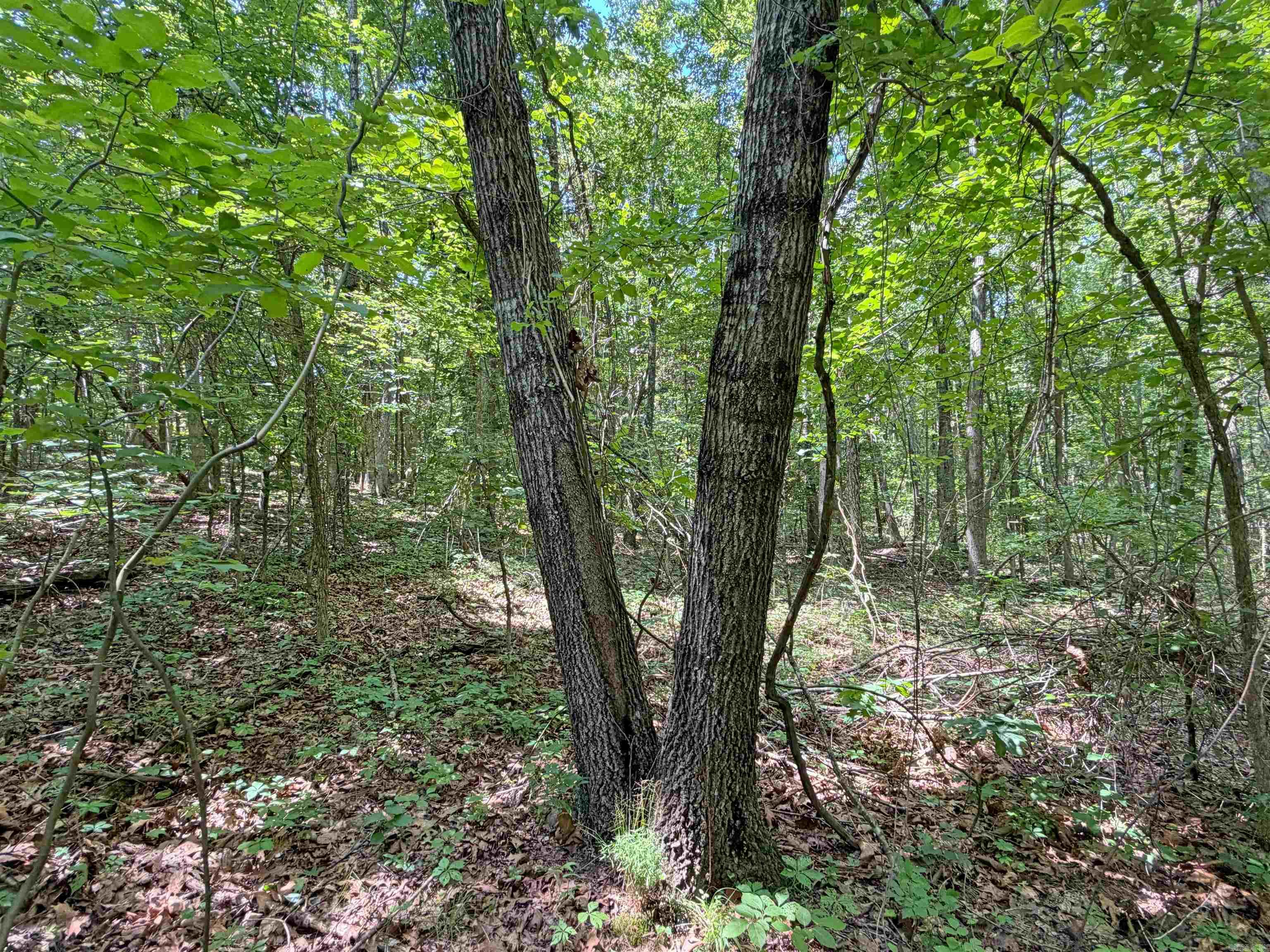 10257 S. Hwy 5  Mountain View, AR