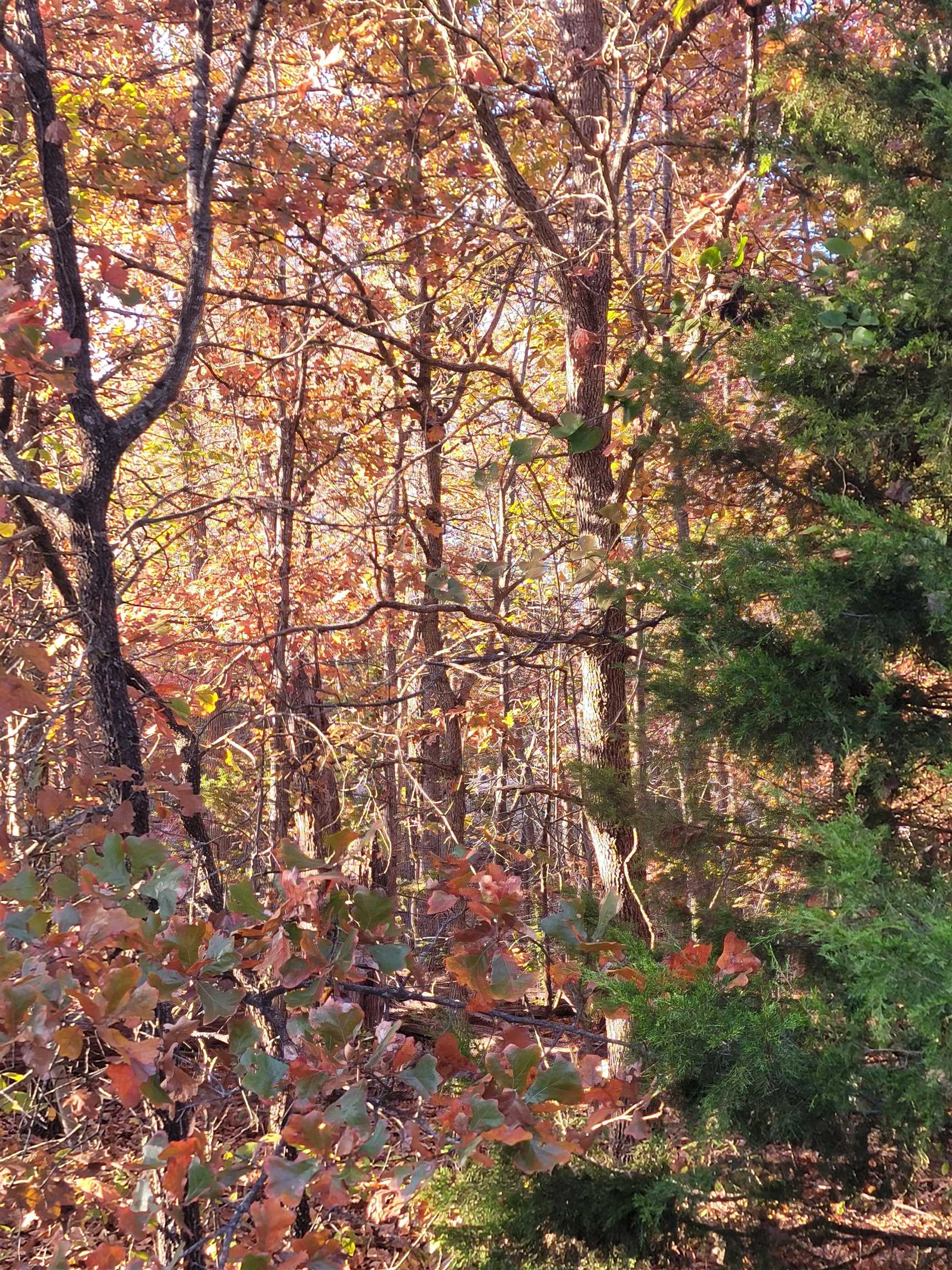 17 Tohatchi  Cherokee Village, AR