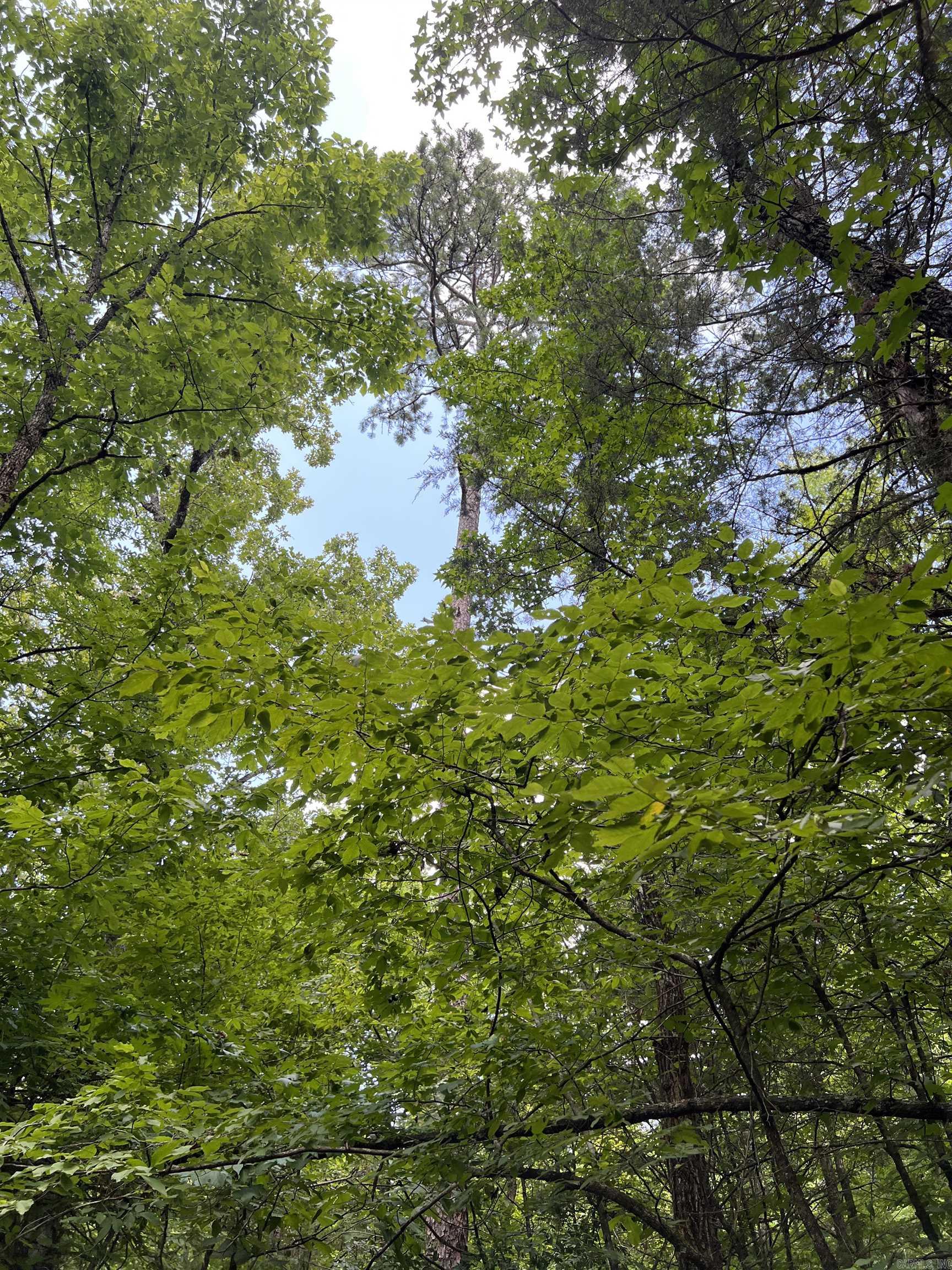 TBD Pleasant Point  Mount Ida, AR