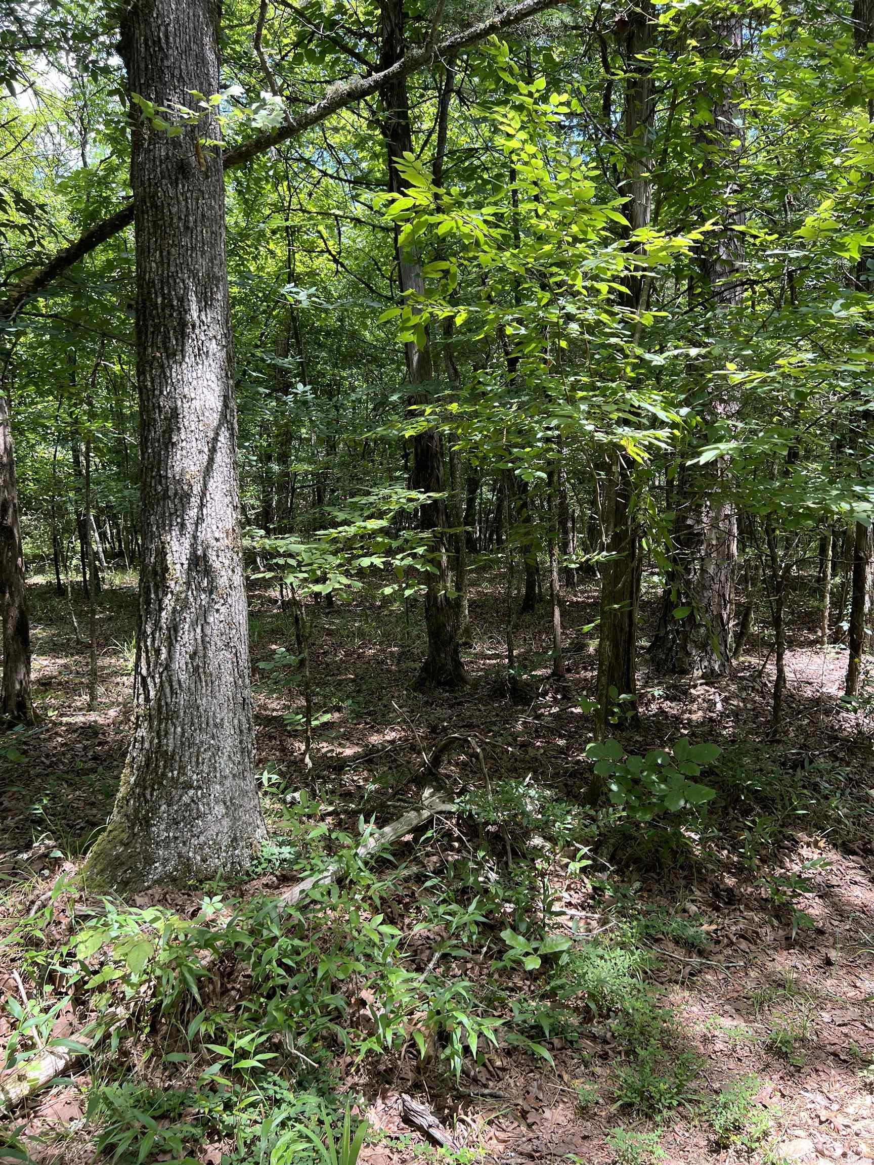 TBD Pleasant Point  Mount Ida, AR