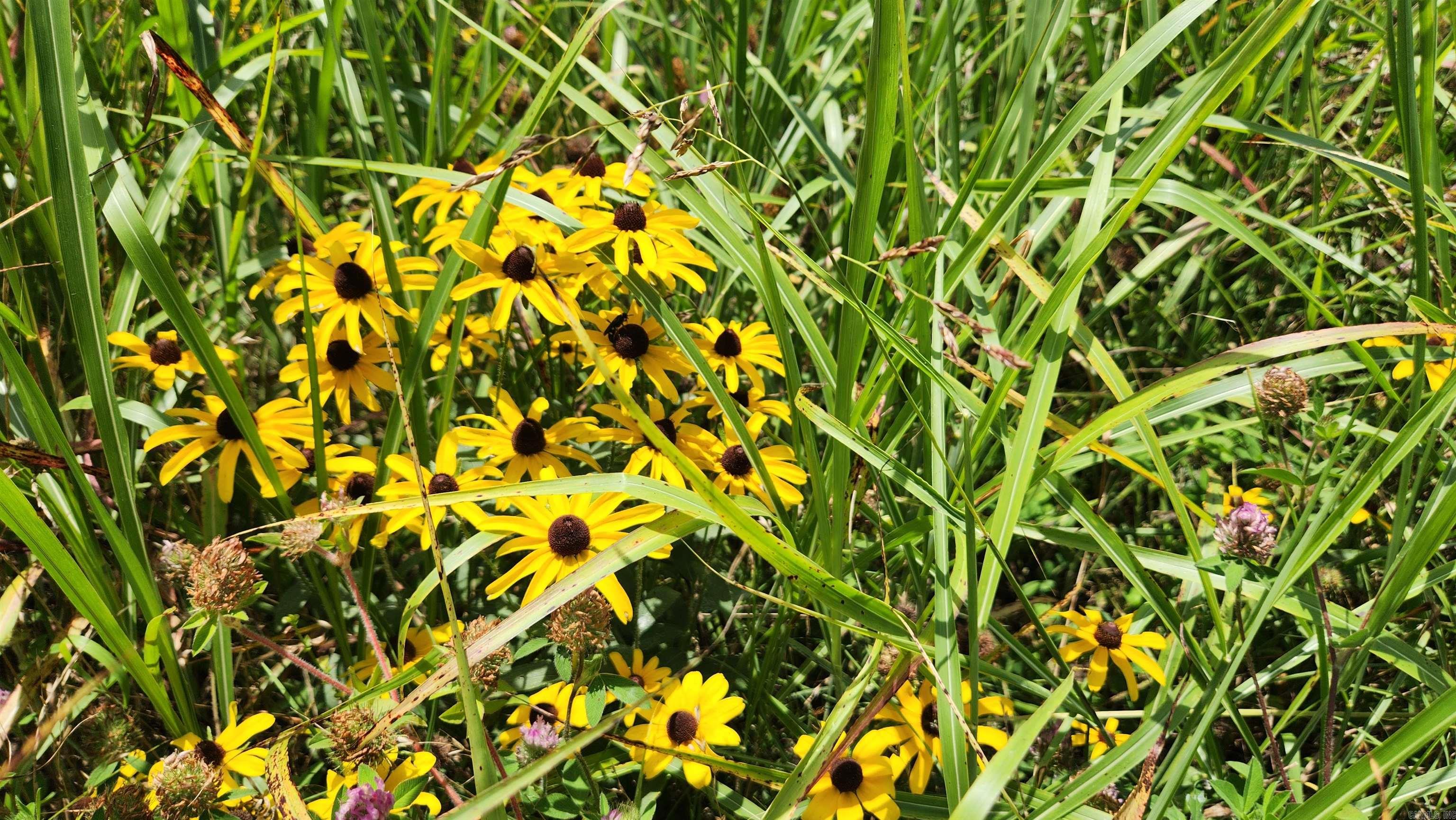 TBD (Tract 05) Whittington Homestead  Story, AR