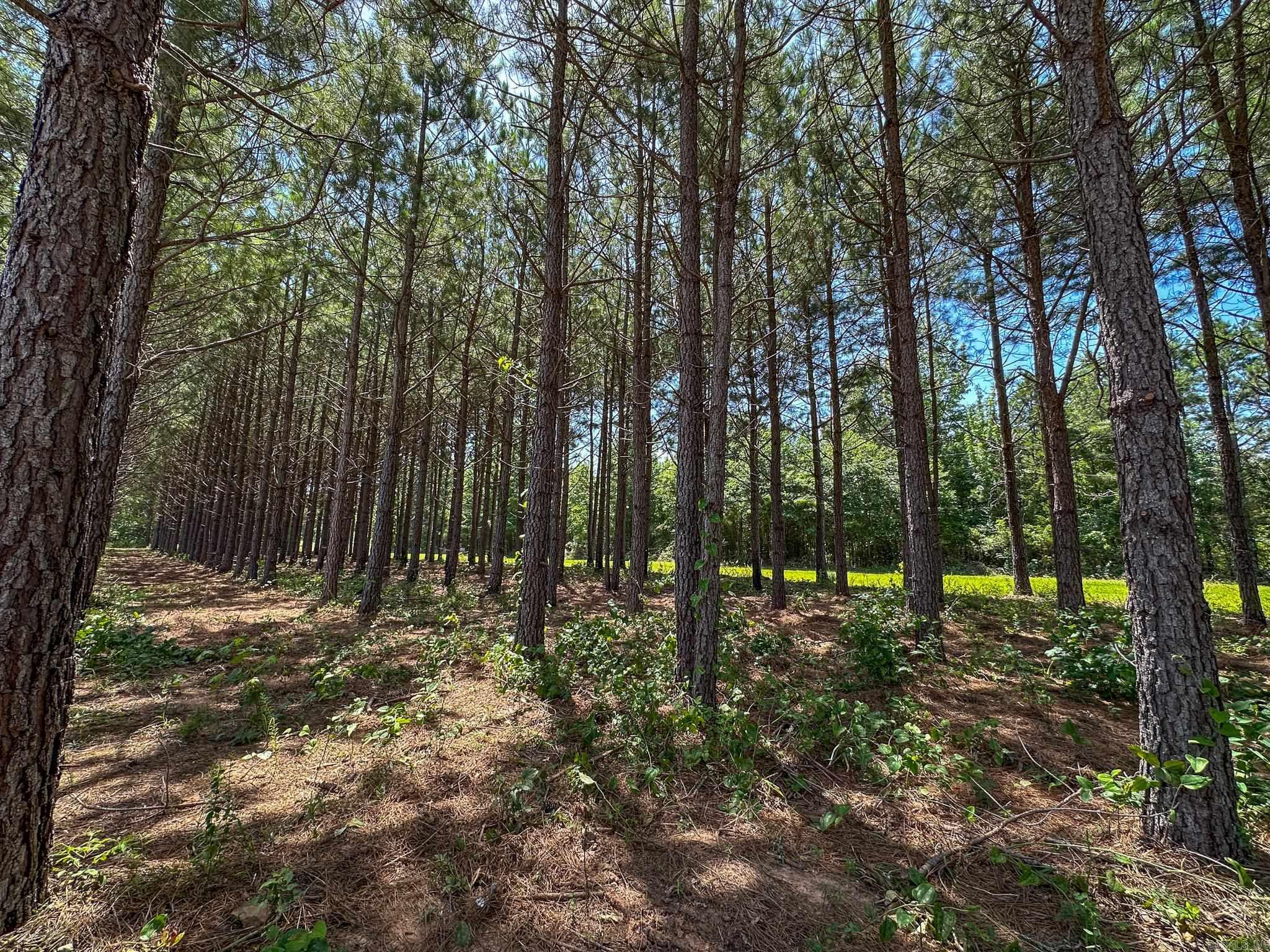 336 Quarry  Scotland, AR