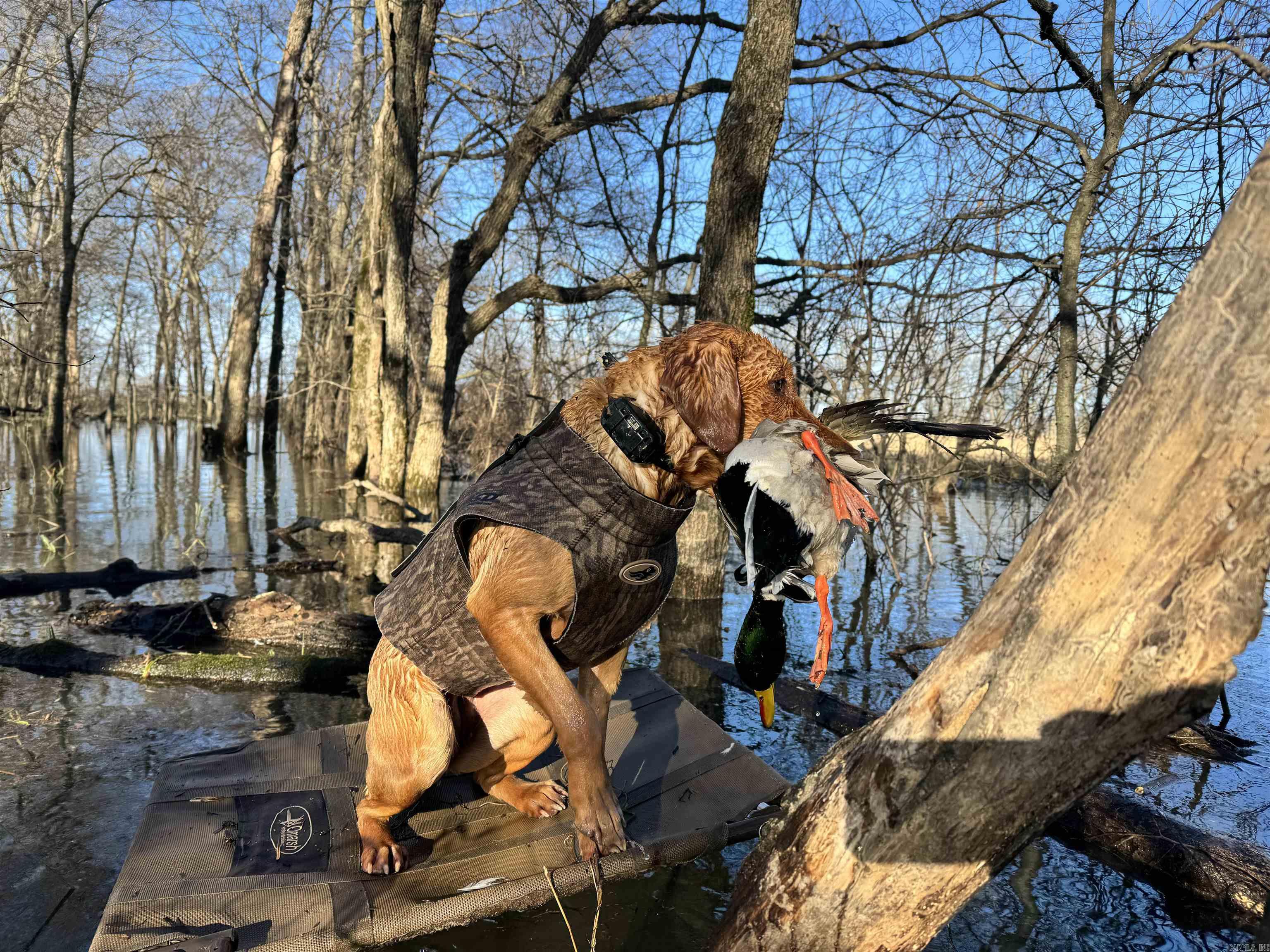 2300 Crooked Creek  Humphrey, AR
