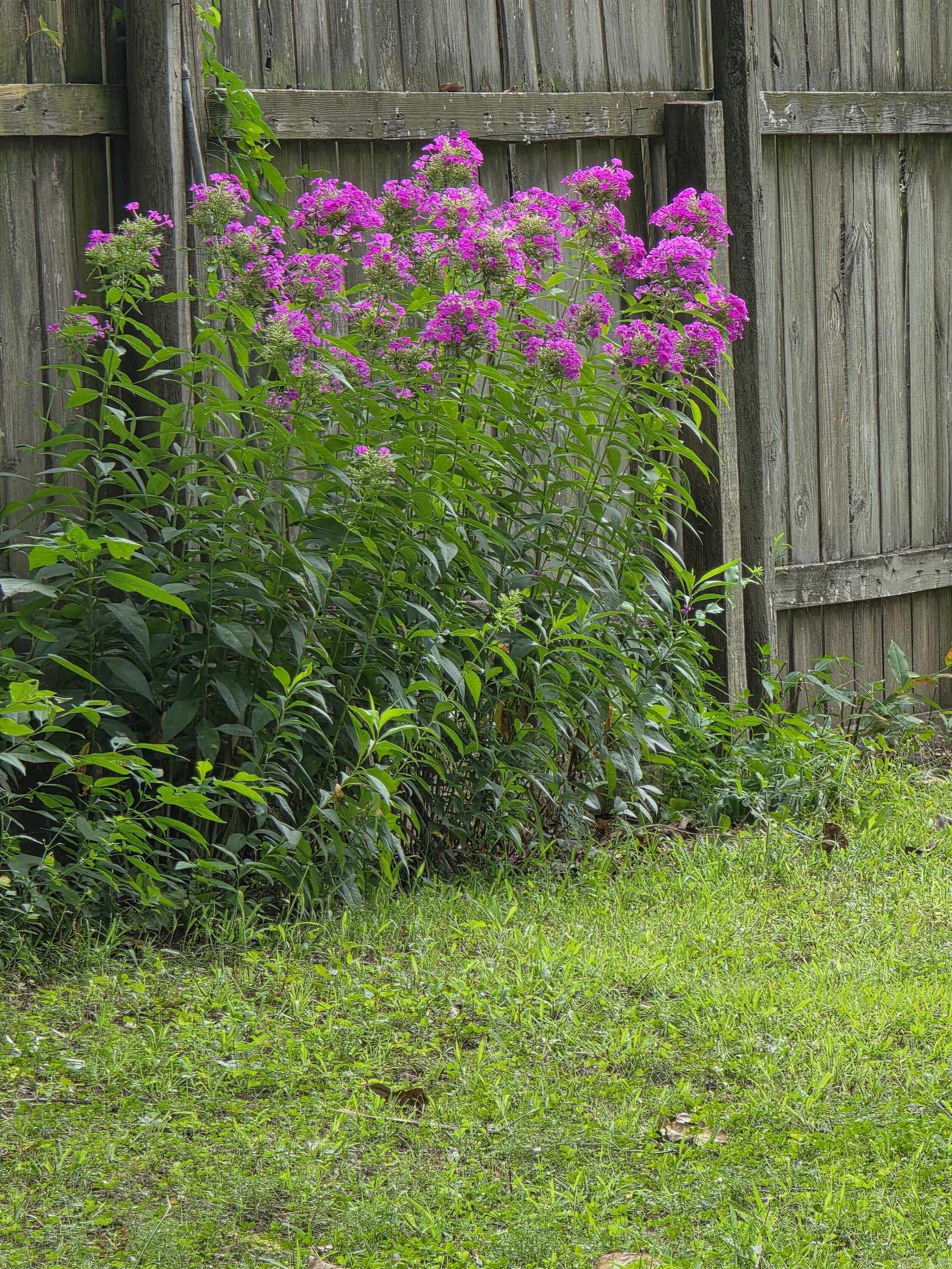2005 Andrys Ave  Mena, AR