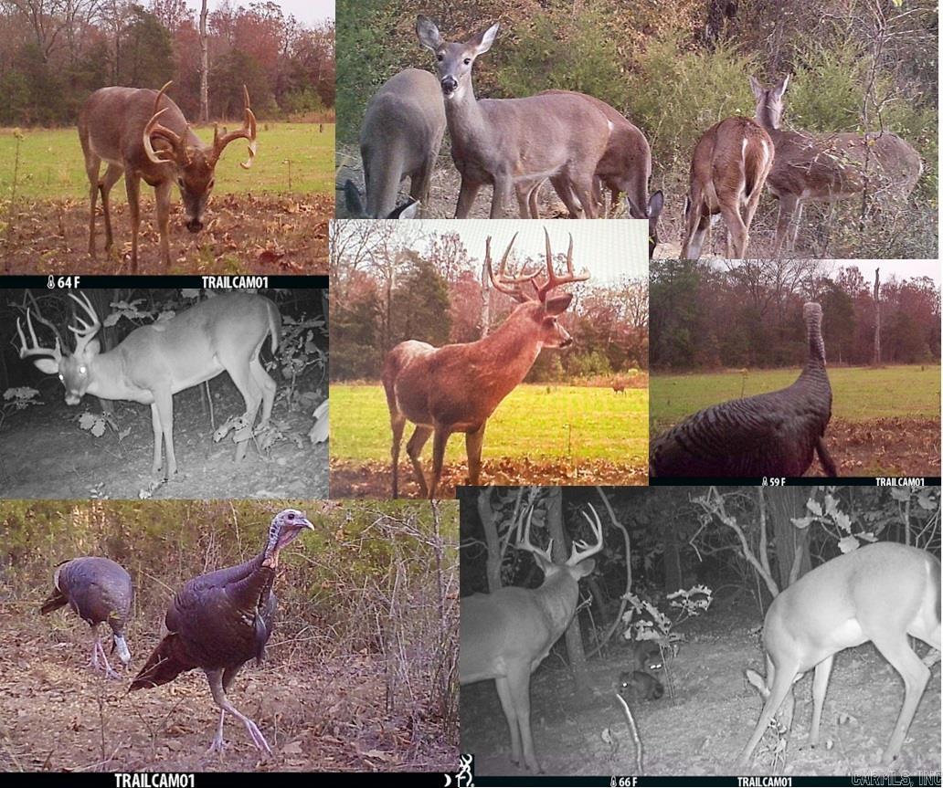 352 Sunset  Center Ridge, AR