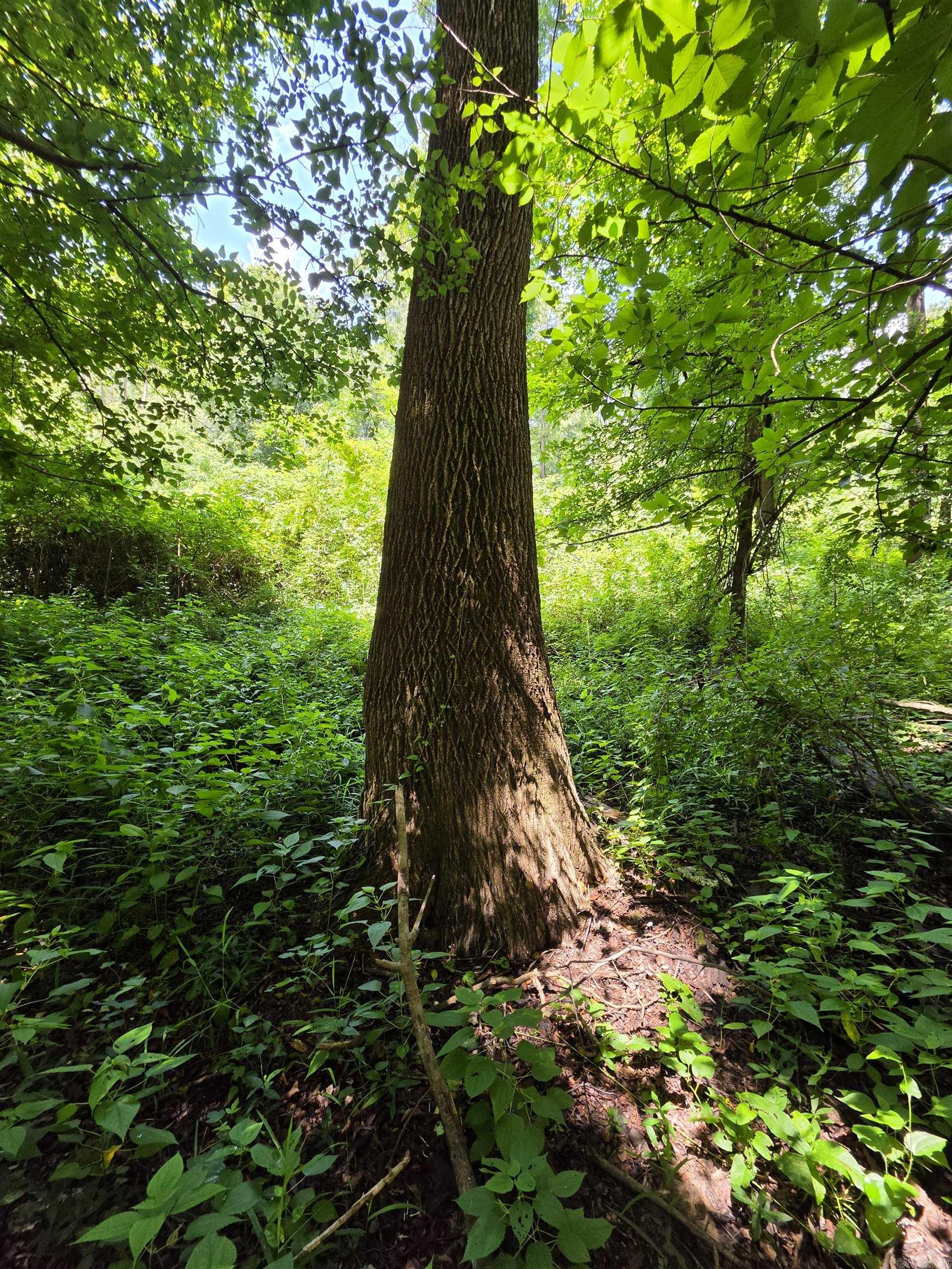 00 Riverview Rd  De Valls Bluff, AR