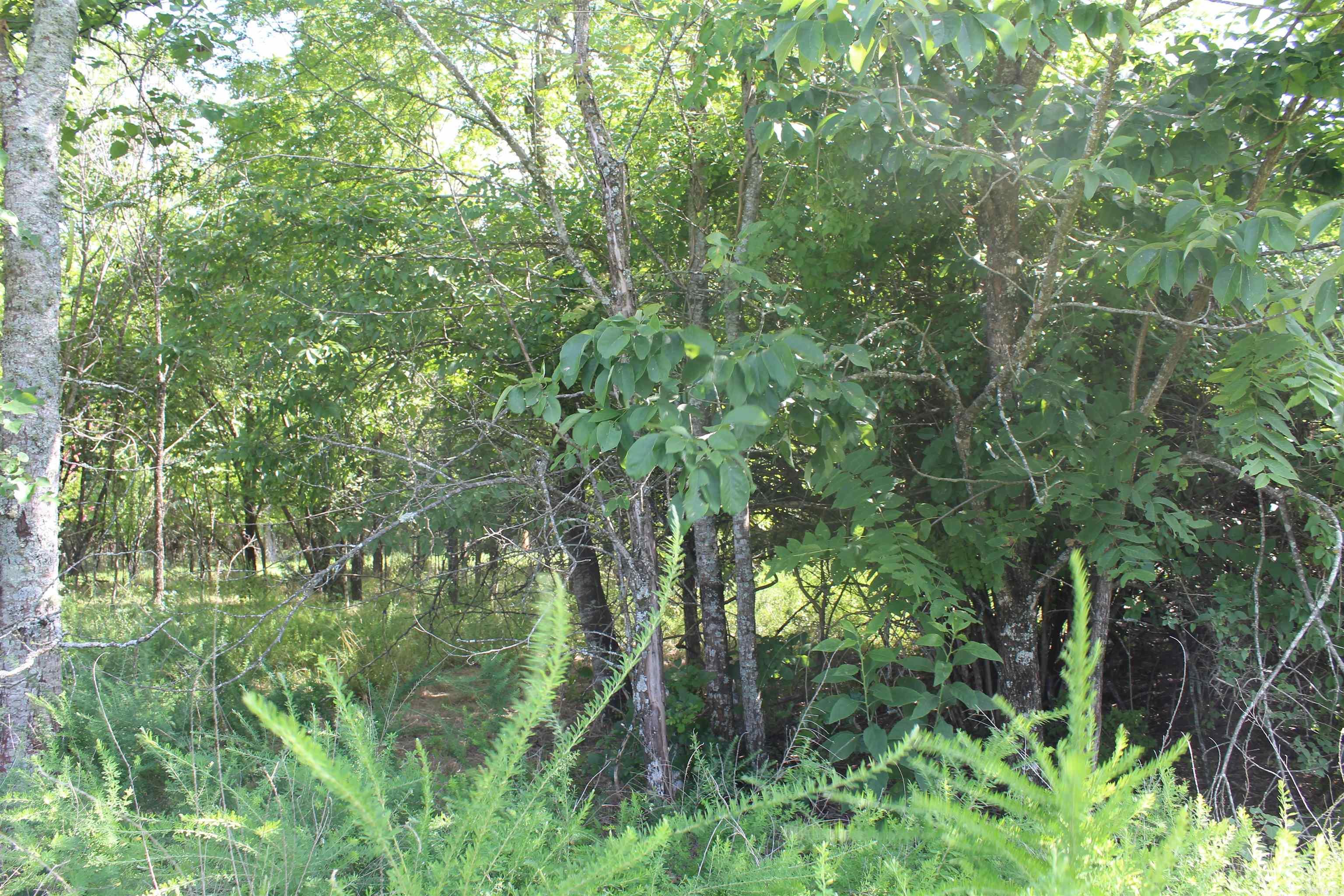 019-02950-000 Horseshoe Bend Road  Lead Hill, AR
