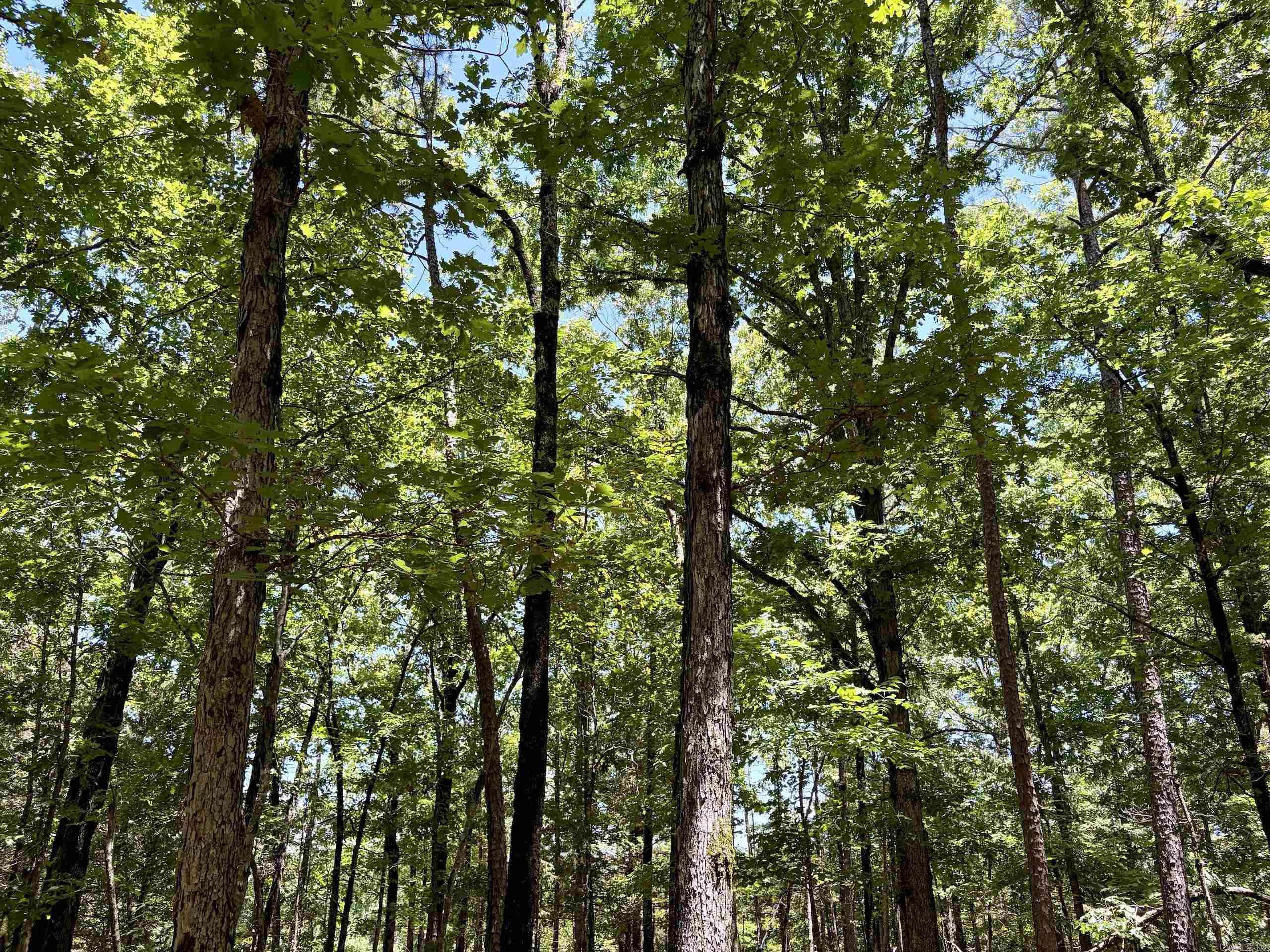 000 HWY 28  Ola, AR