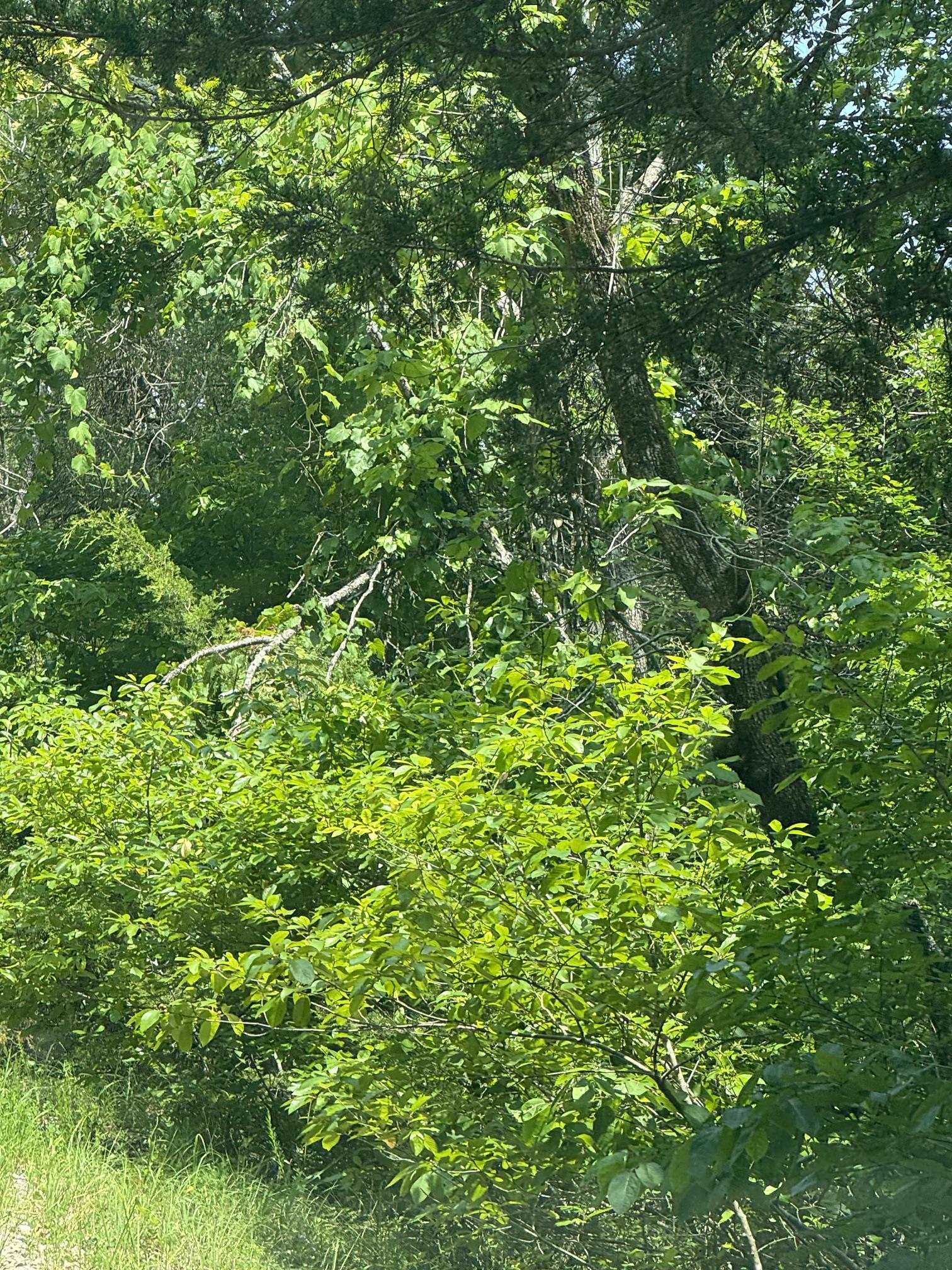  Susquehanna  Cherokee Village, AR