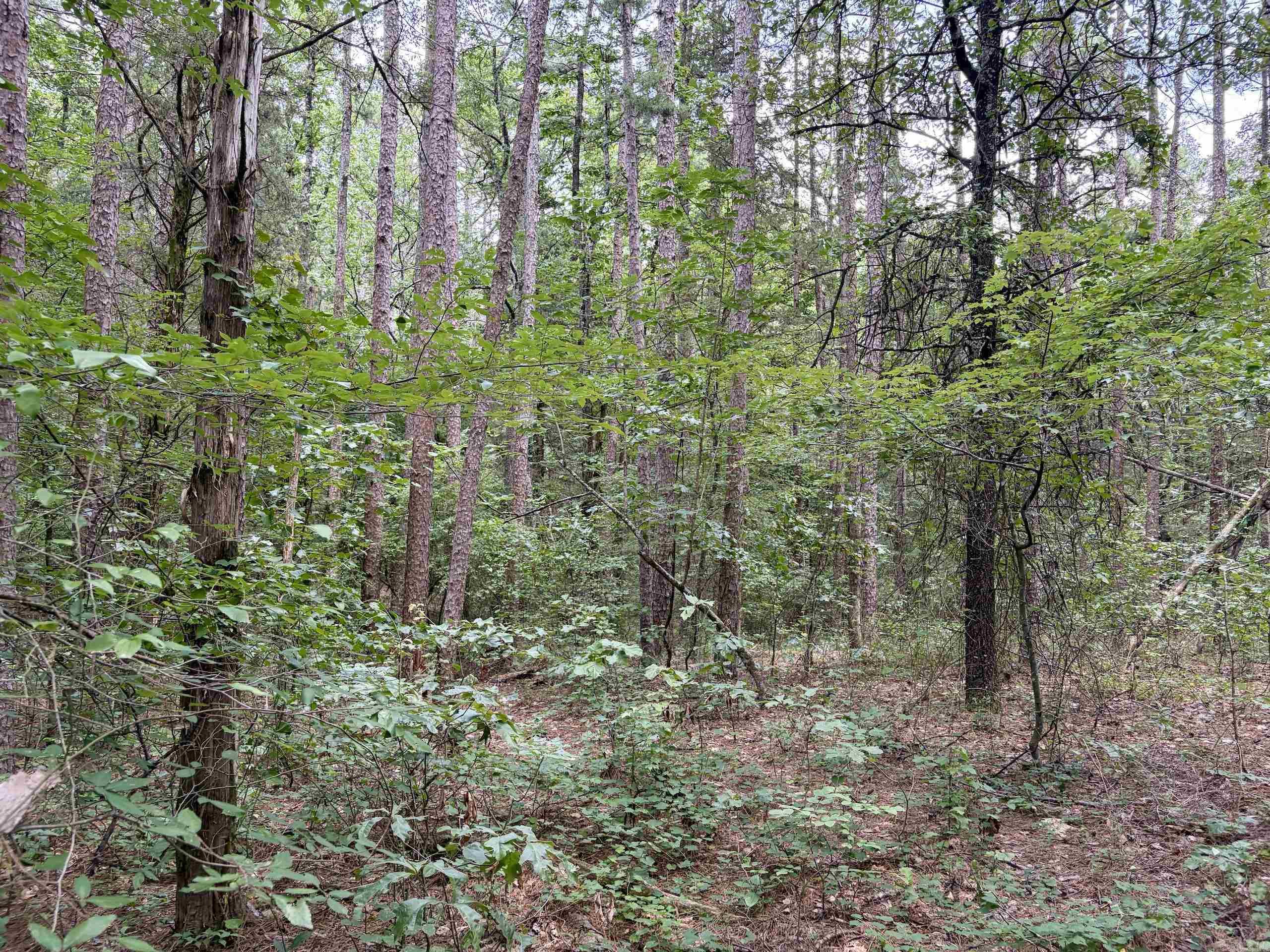 000 Bee Branch Road  Quitman, AR
