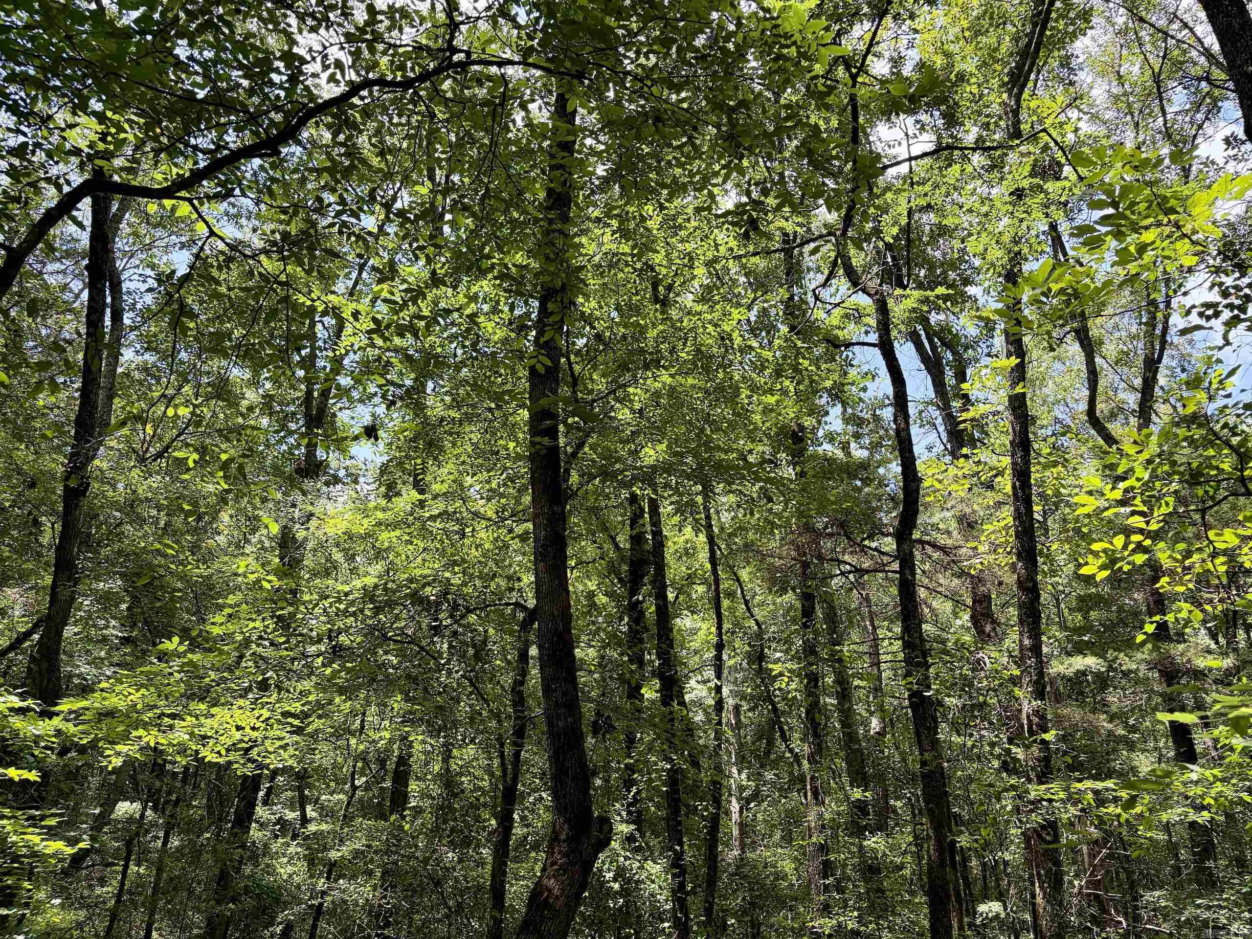 000 Bee Branch Road  Quitman, AR