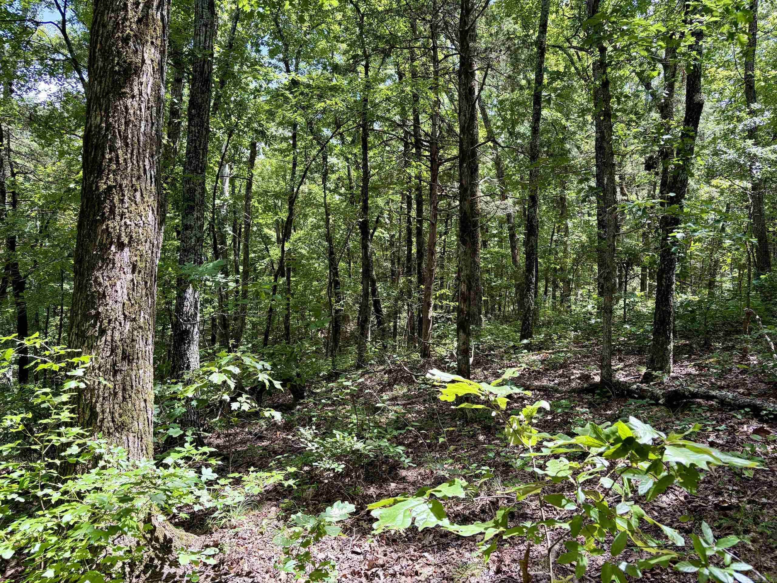 000 Bee Branch Road  Quitman, AR
