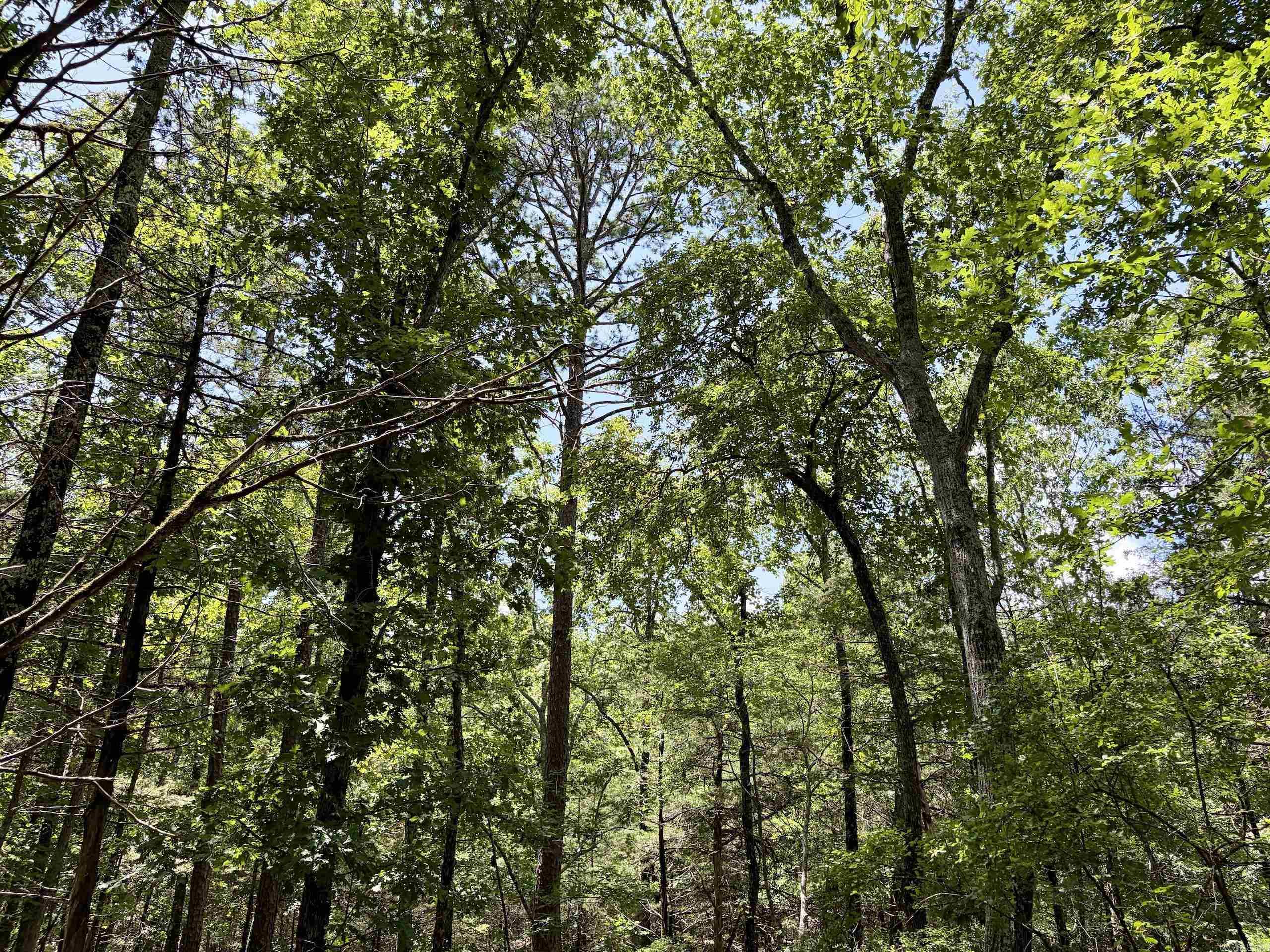 000 Bee Branch Road  Quitman, AR