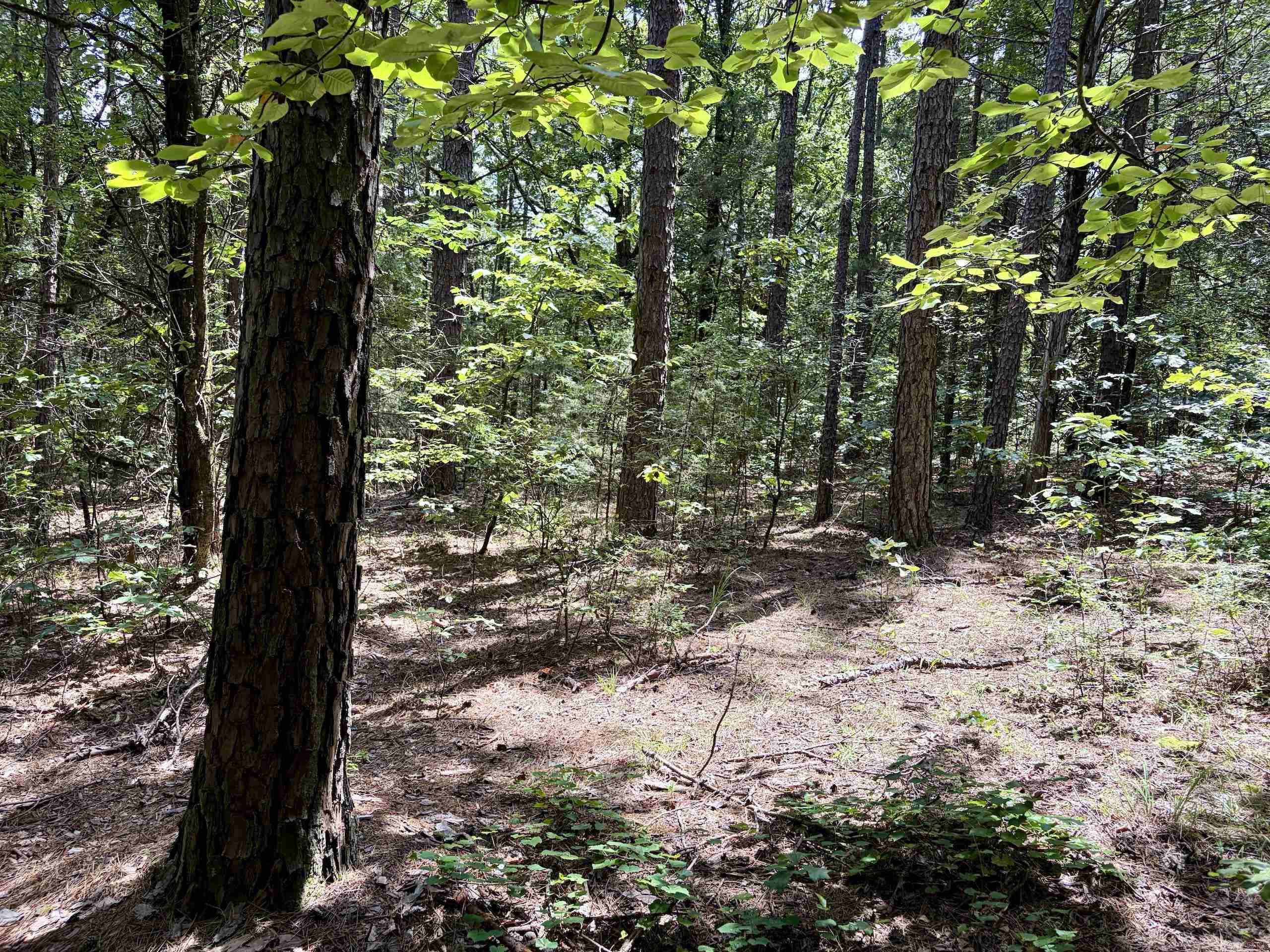 000 Bee Branch Road  Quitman, AR