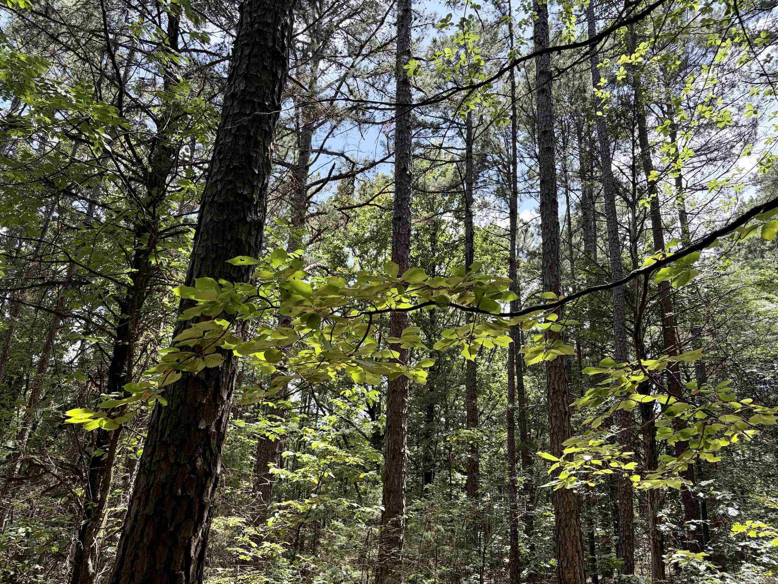 000 Bee Branch Road  Quitman, AR