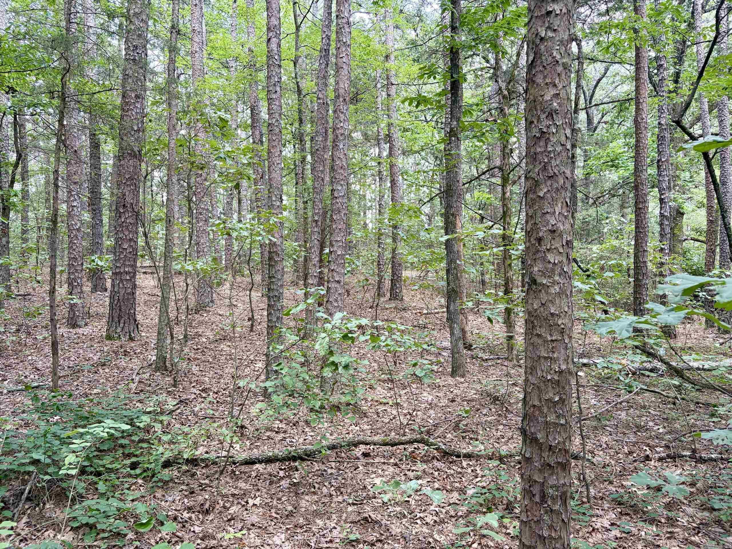 000 Bee Branch Road  Quitman, AR