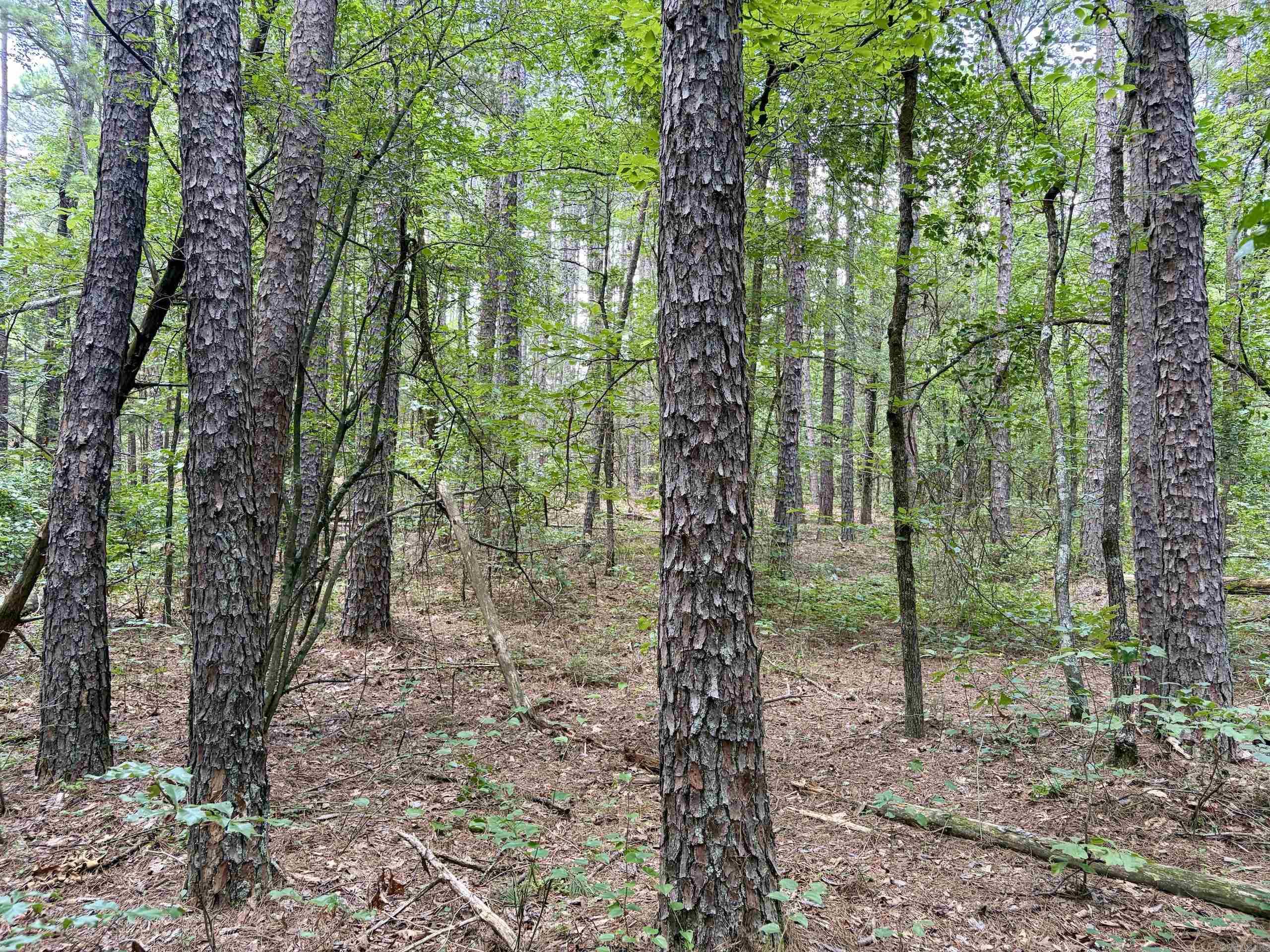 000 Bee Branch Road  Quitman, AR
