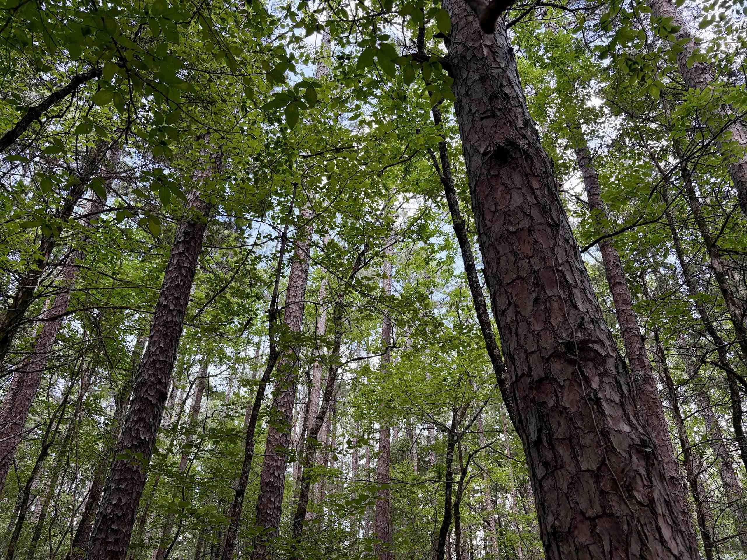 000 Bee Branch Road  Quitman, AR
