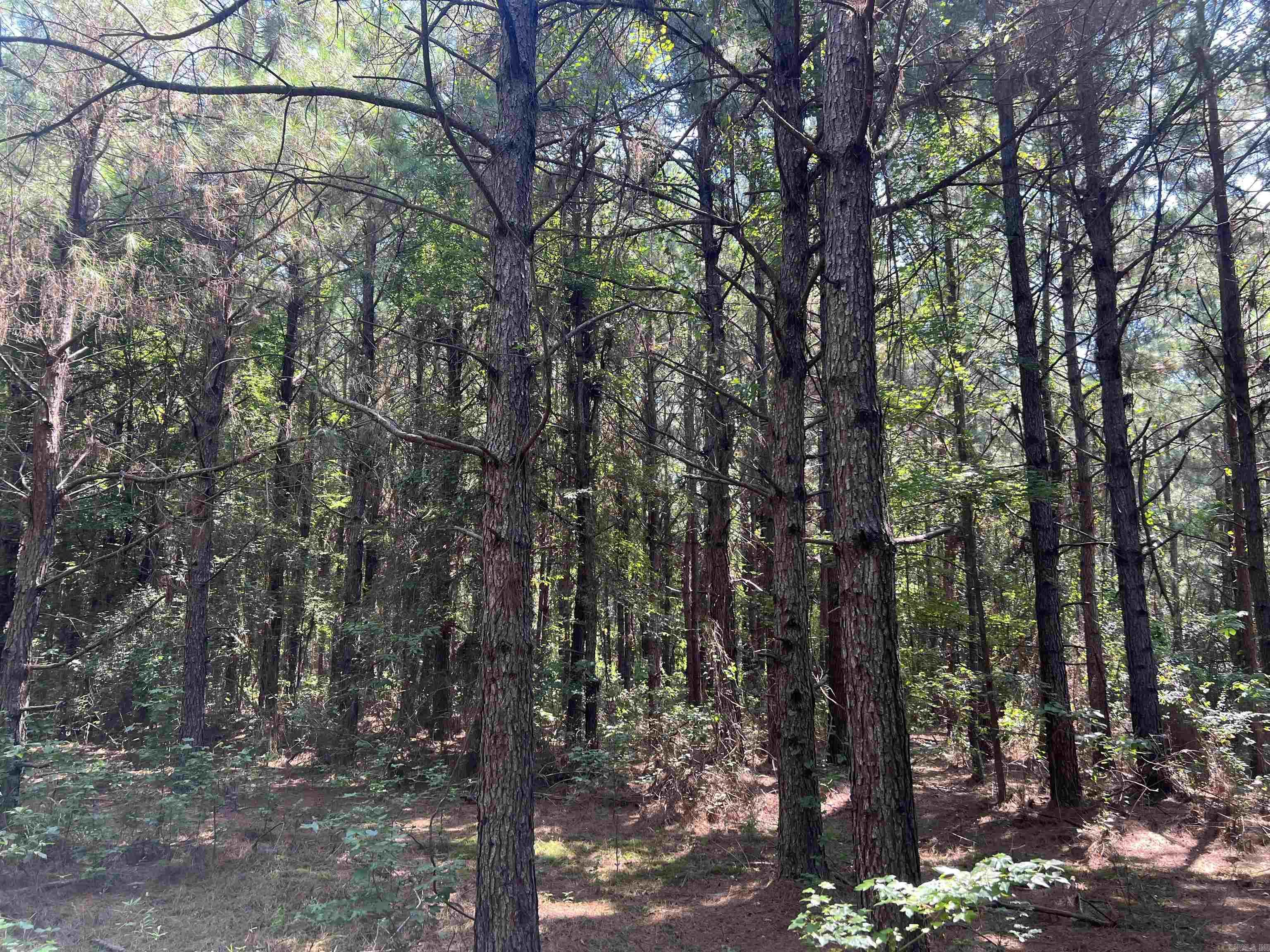 1608 Kelly Avenue  Sparkman, AR