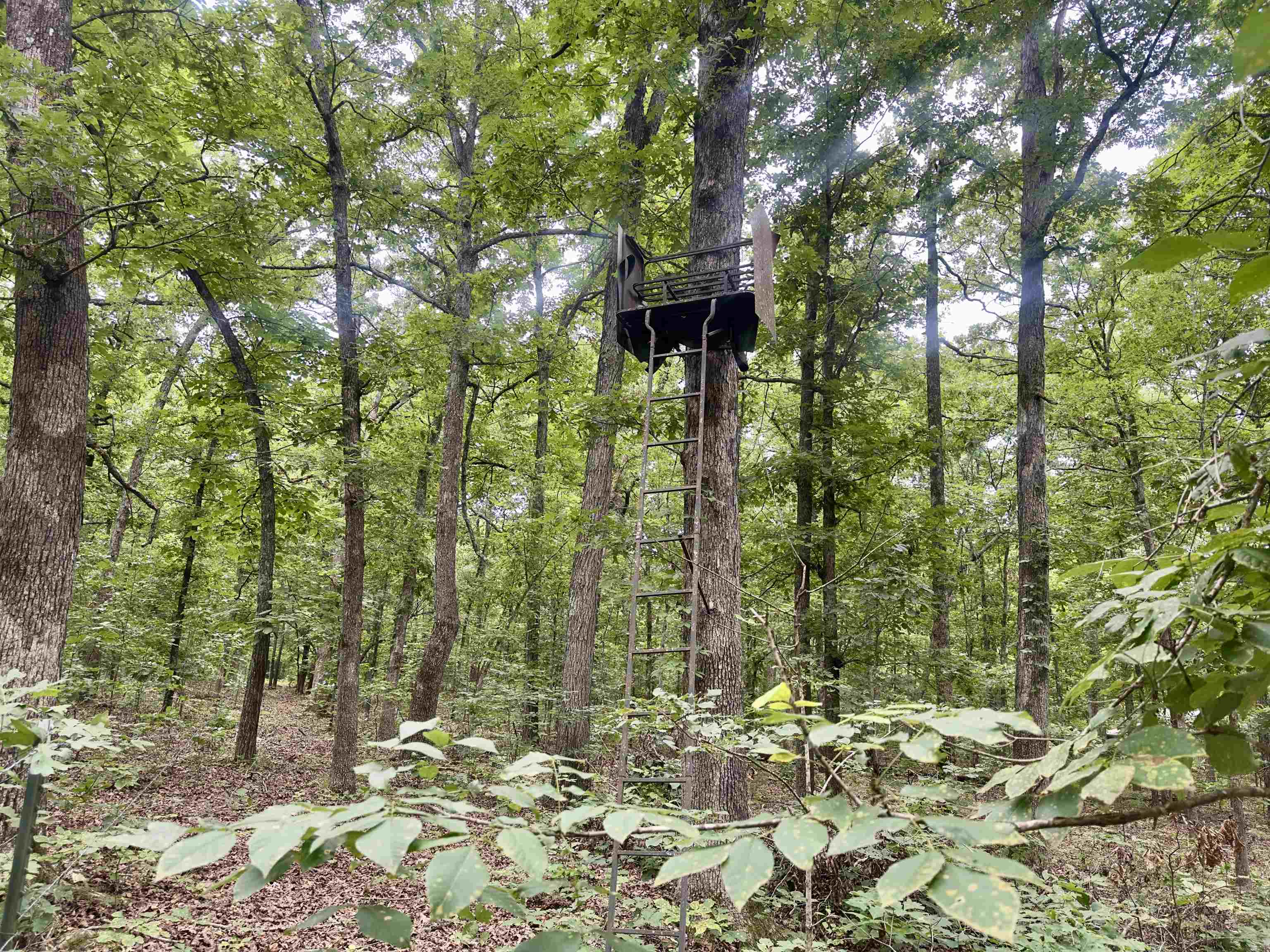 464 Acres  Williford, AR