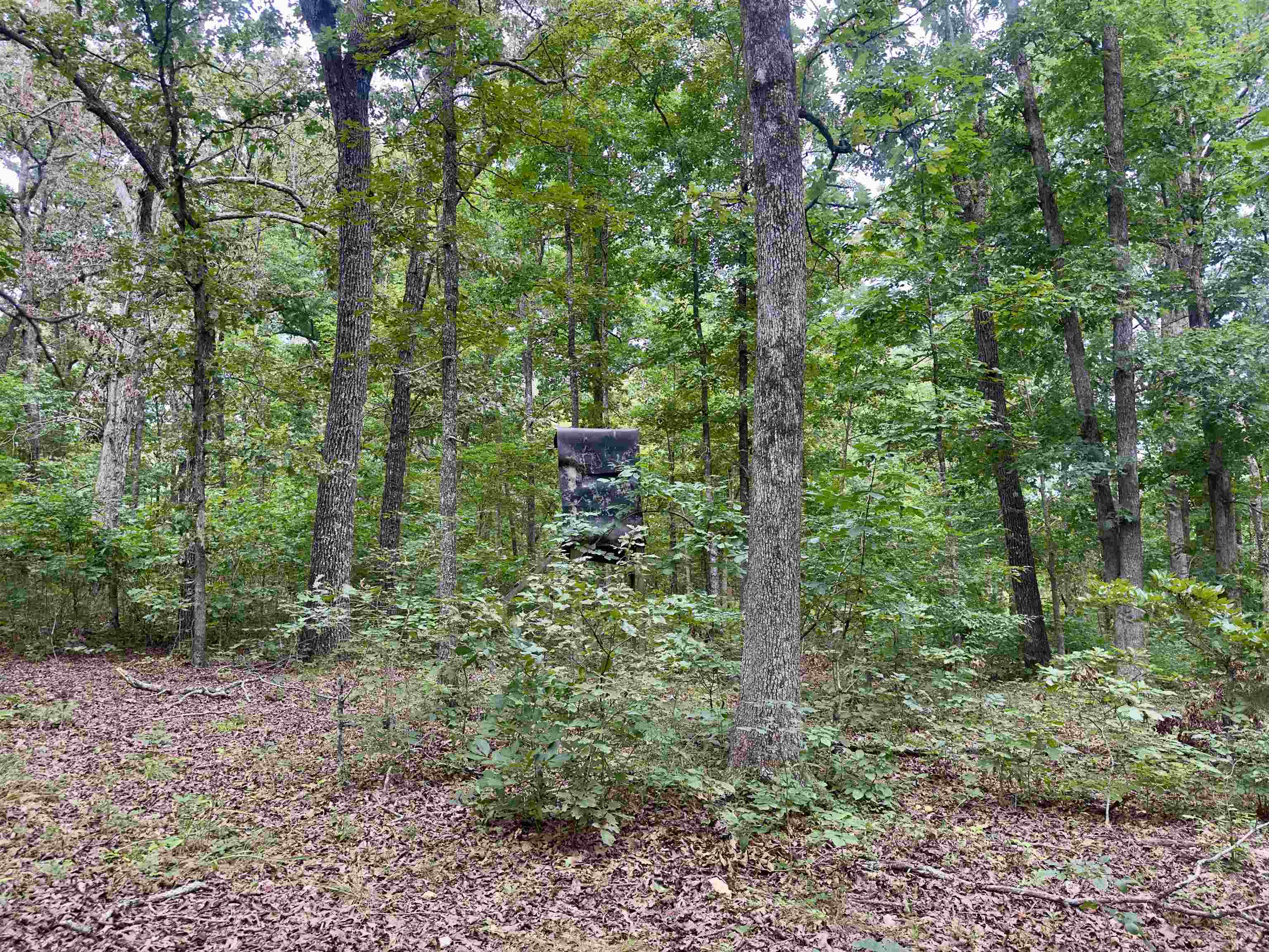 464 Acres  Williford, AR