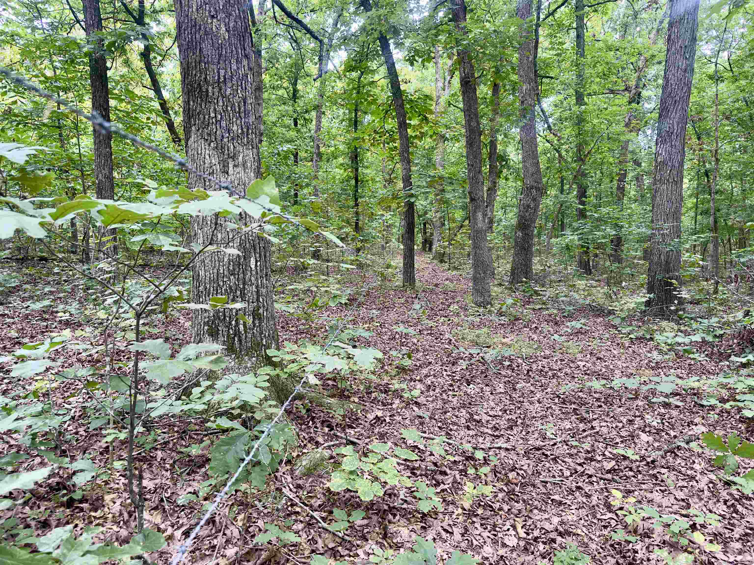 464 Acres  Williford, AR