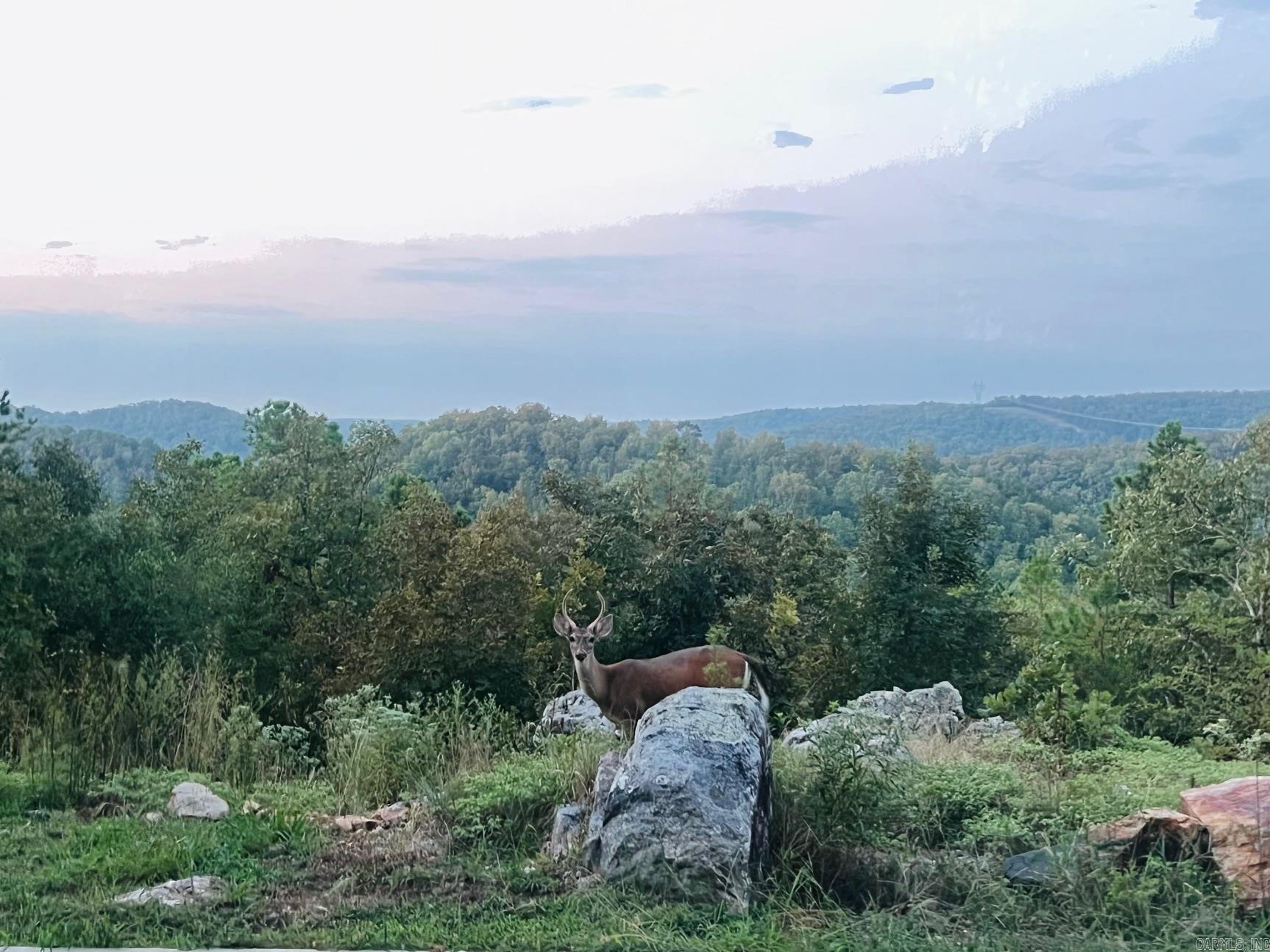 4 Gray Hawk  Paron, AR