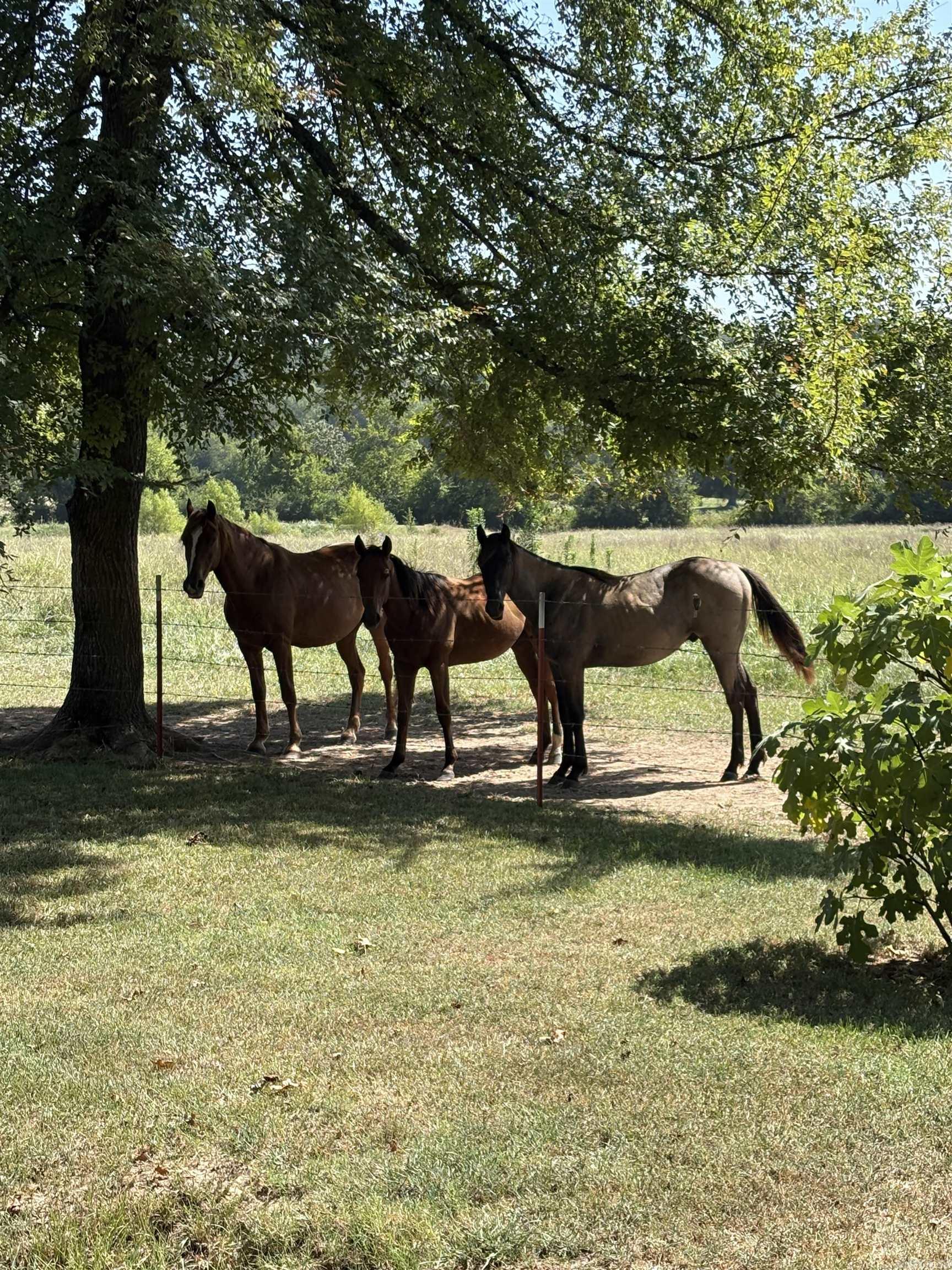 358 Polk Road 72  Mena, AR